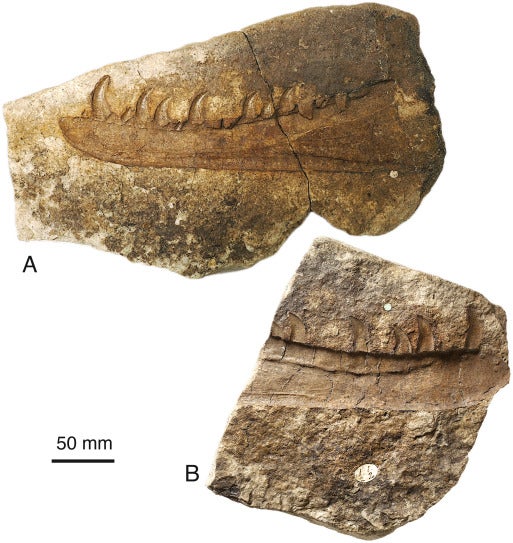 The Triassic fossil beds found in South Wales, near Penarth