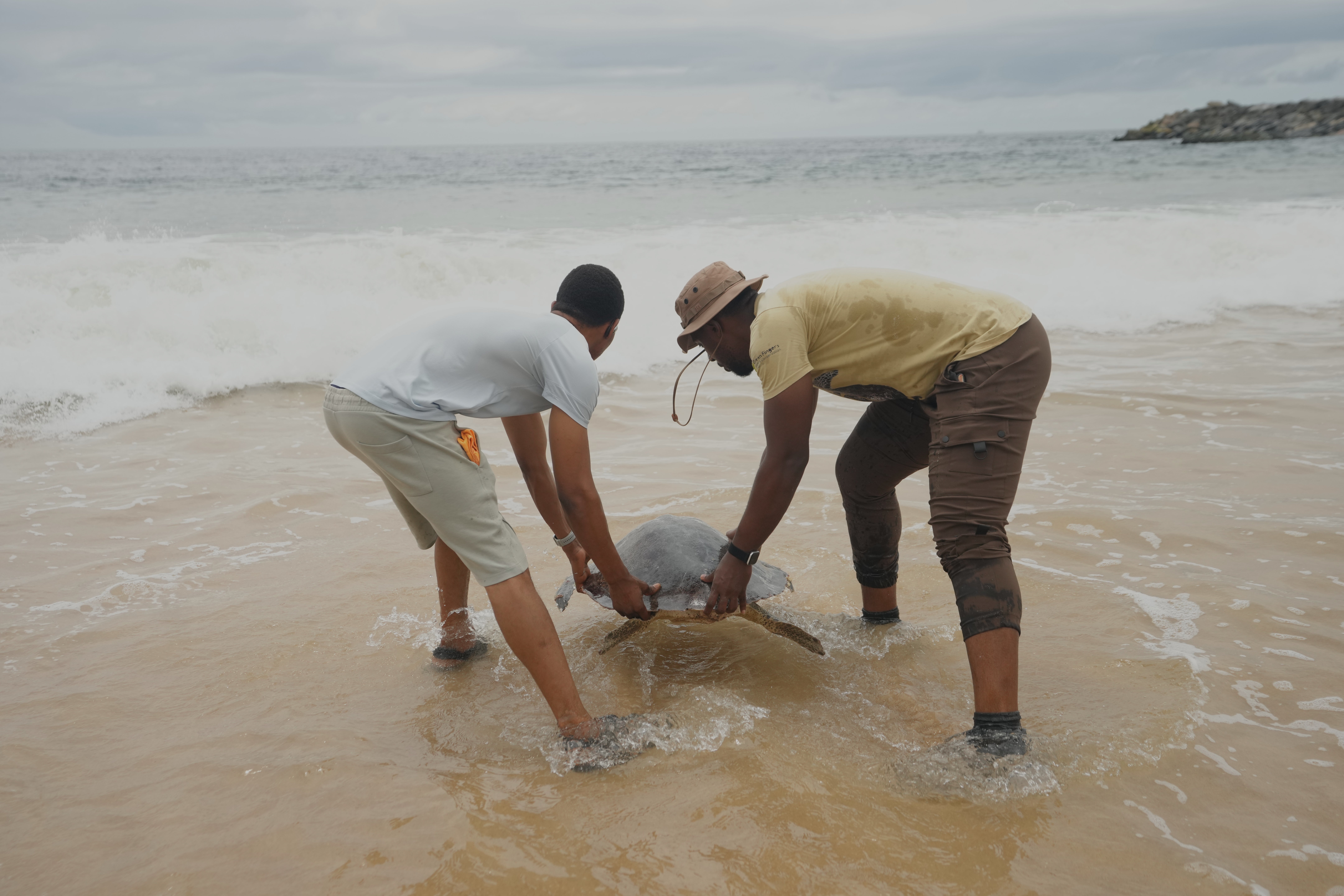 Nigeria Sea Turtle Released