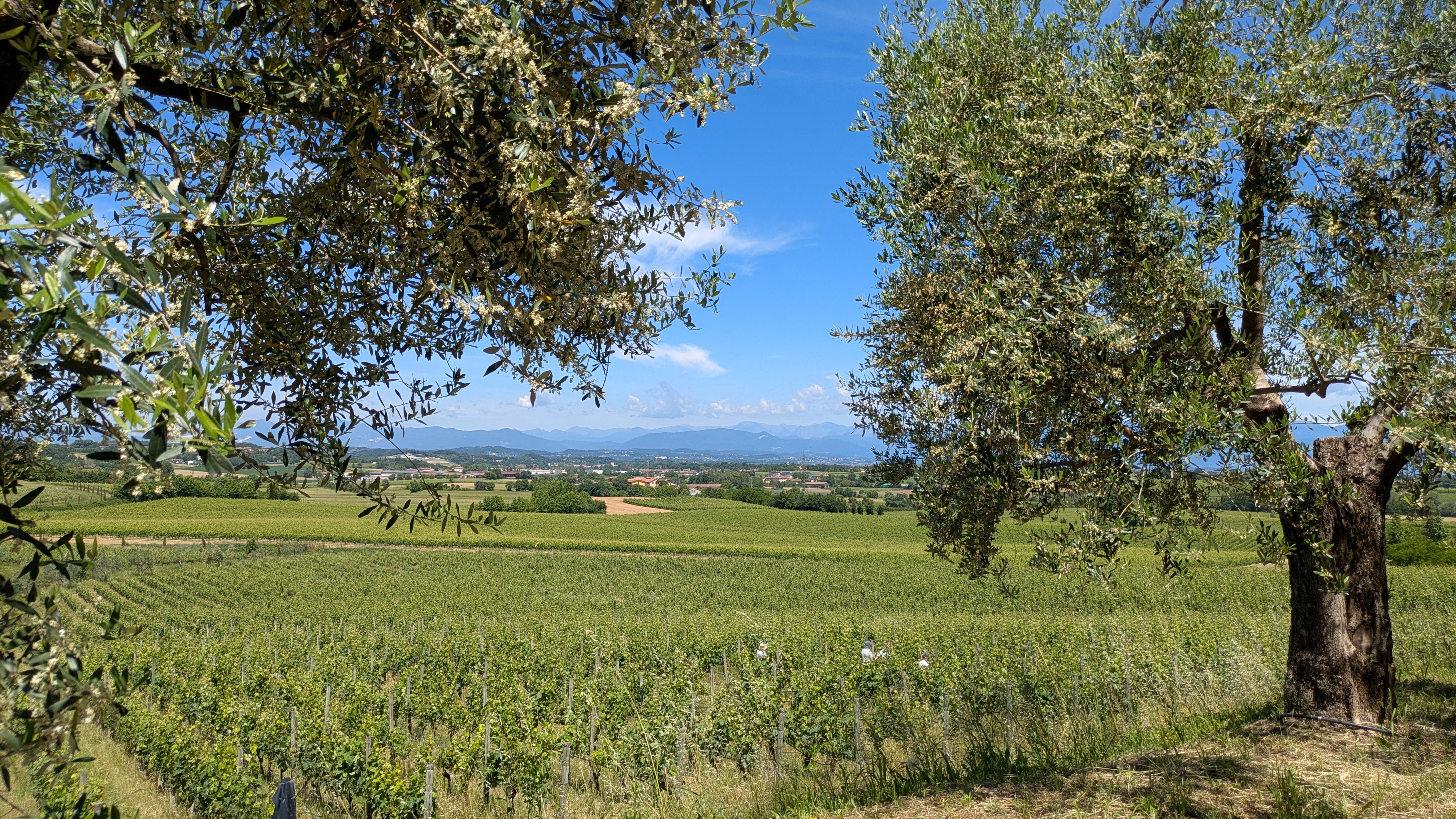 <p>Views across to Lake Garda from Perla del Garda, a family-run estate that has revitalised wine production in its corner of Lugana </p>