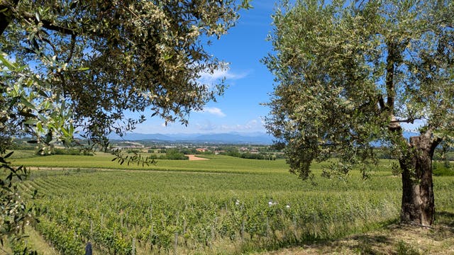 <p>Views across to Lake Garda from Perla del Garda, a family-run estate that has revitalised wine production in its corner of Lugana </p>