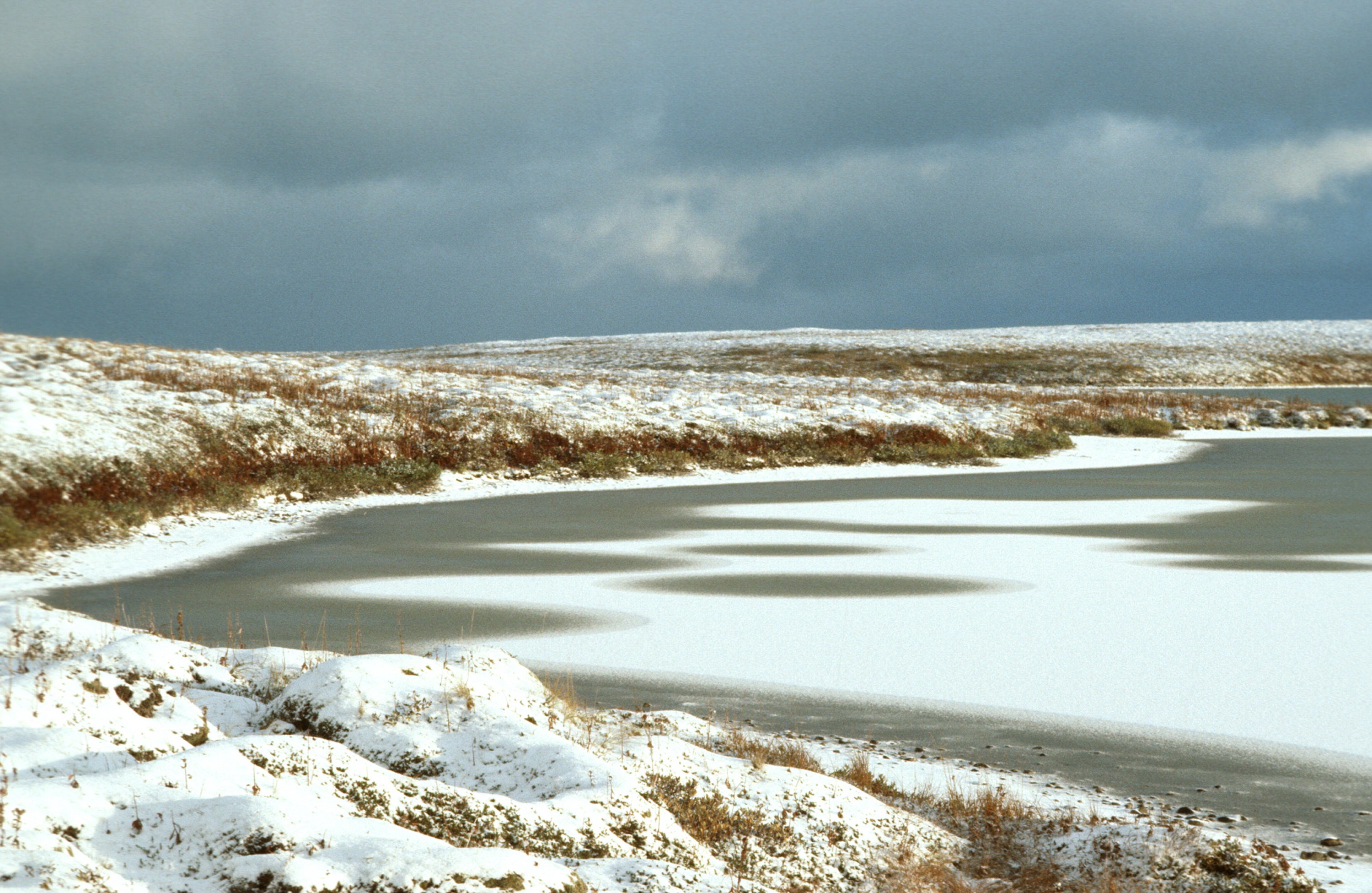 The heart of the refuge is Izembek Lagoon, a coastal ecosystem that is home to one of the world's largest eelgrass beds, which feed the various species during migration