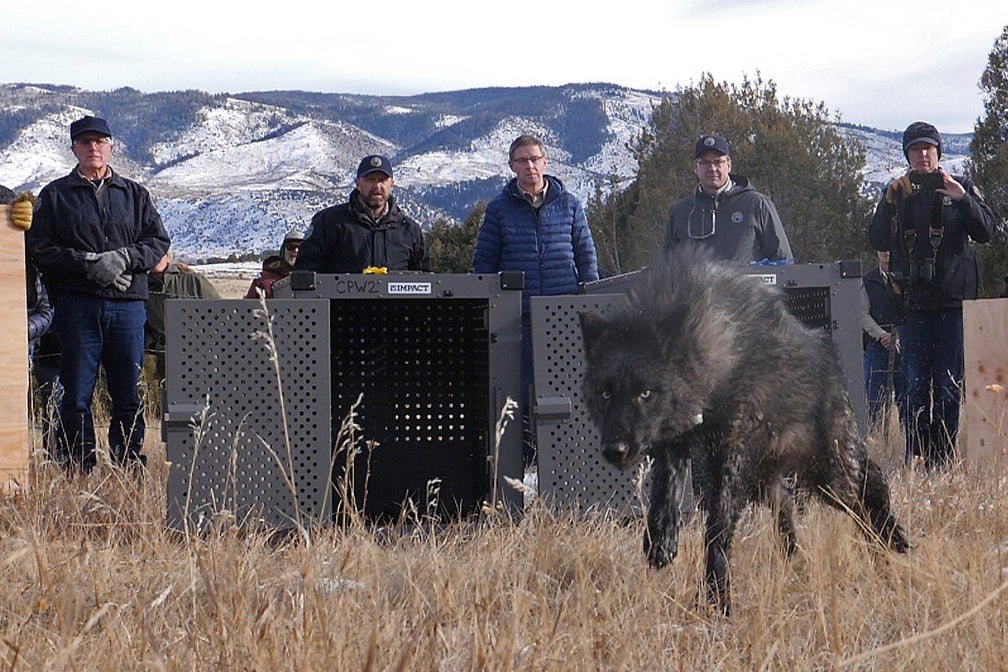 Wildlife officials released five wolves onto public land in Grand County, Colorado in 2023