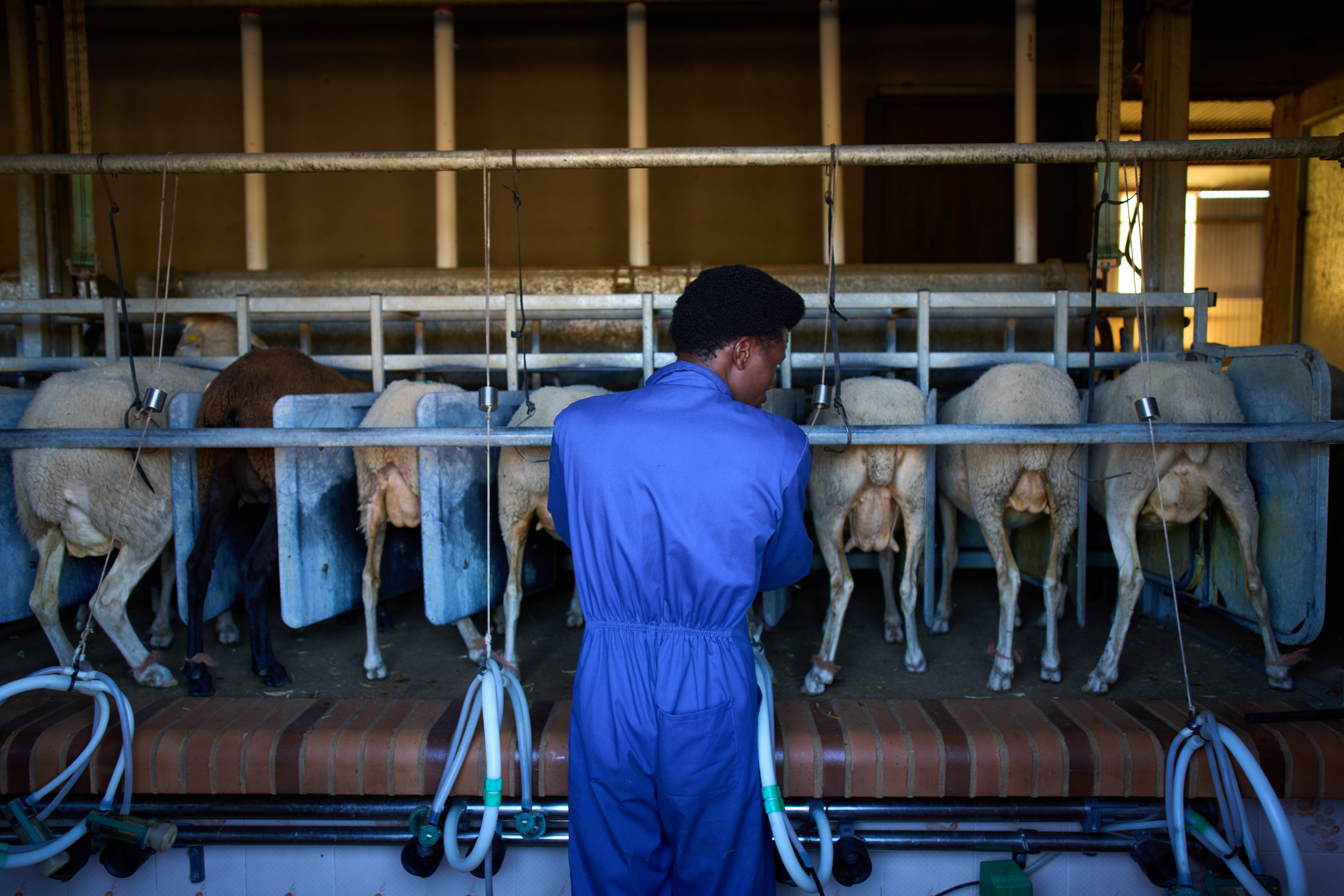 Spain Migrant Shepherds