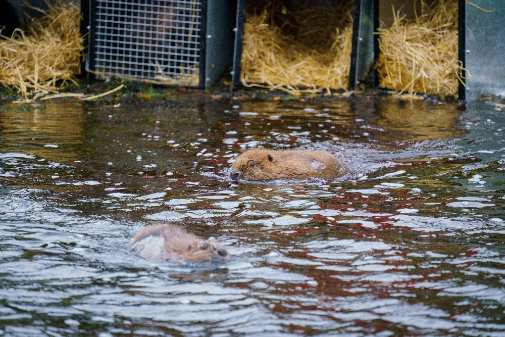 A female beaver and kit being released into Glen Affric (Trees for Life/PA)