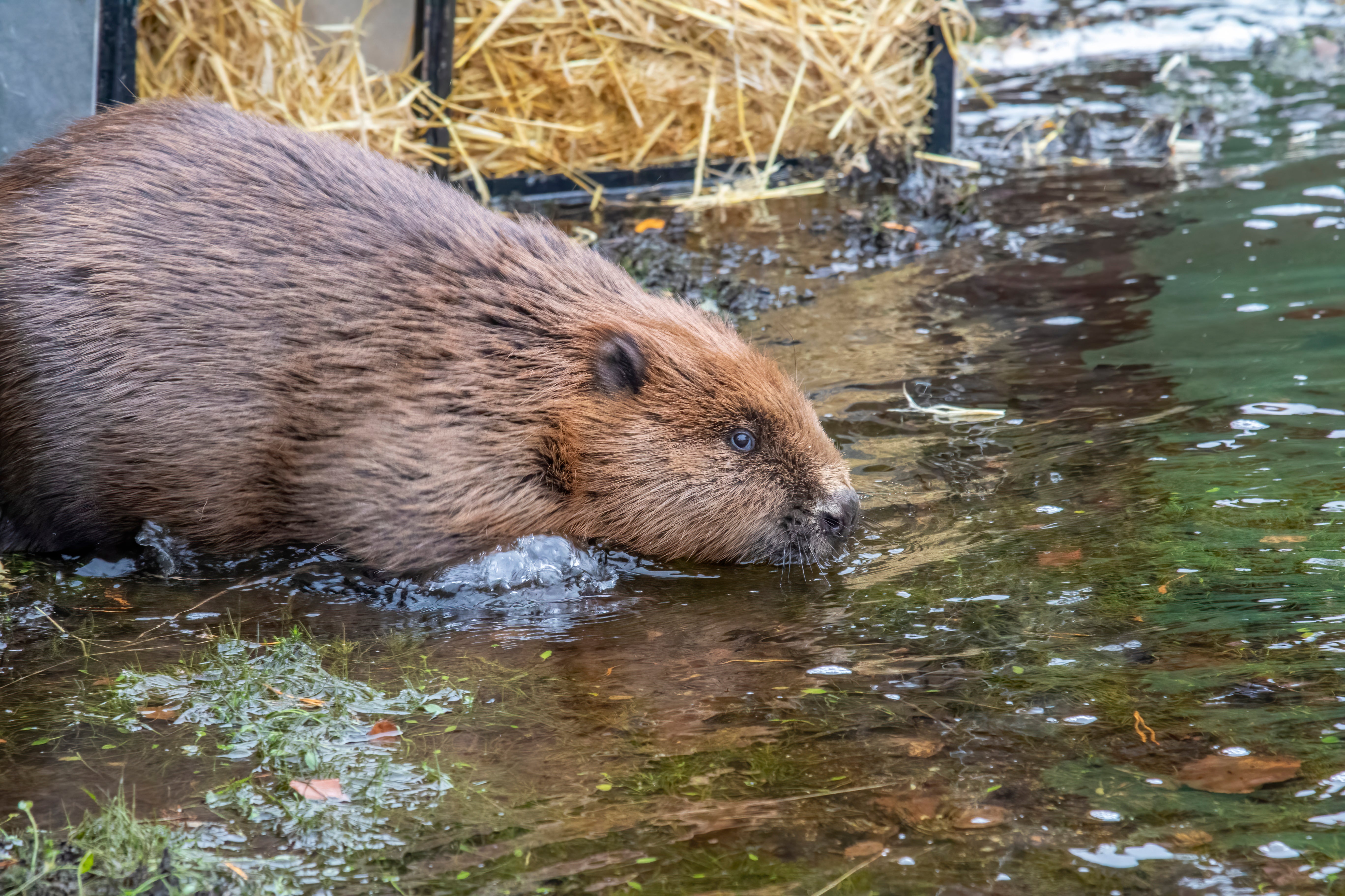 A family of five beavers were released into Loch Beinn a Mheadhoin in Glen Affric