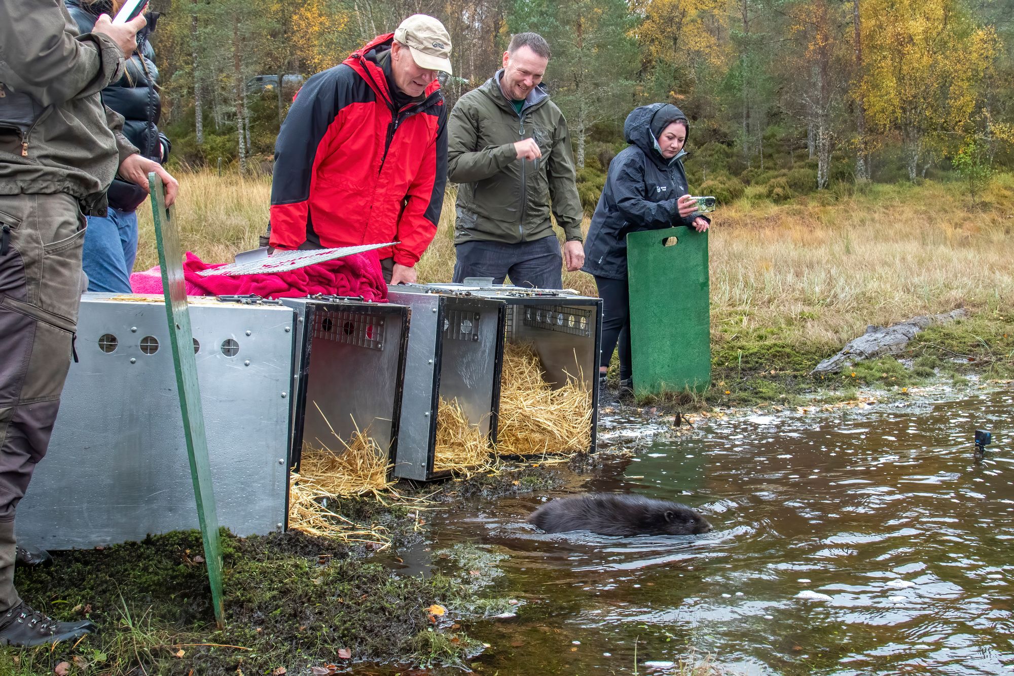 Black beaver kit entering Loch Beinn a Mheadhoin