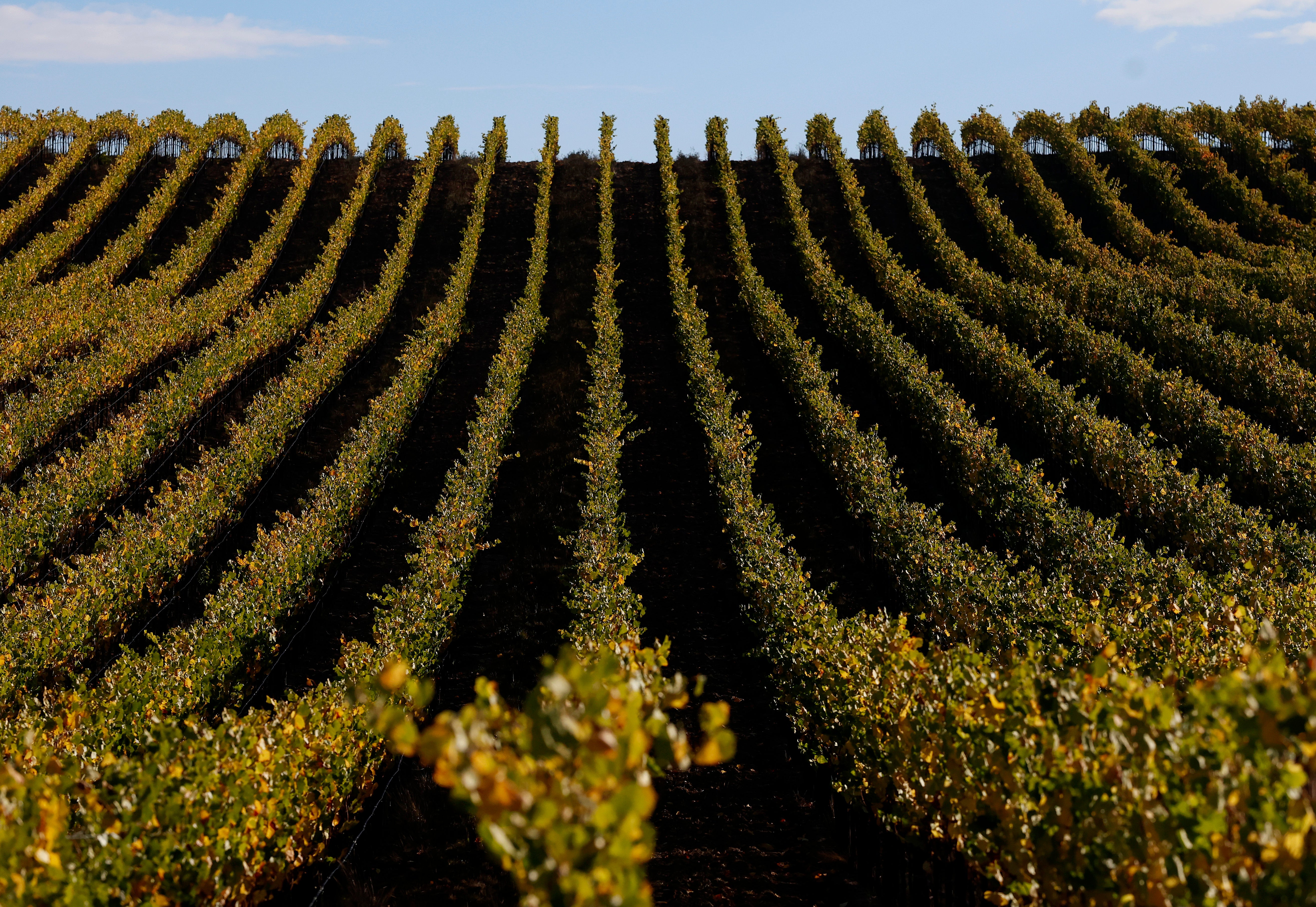 Wine enthusiasts can pay $5,000 to attend Camp Grape, where they learn all about making wine and even get to stomp on grapes
