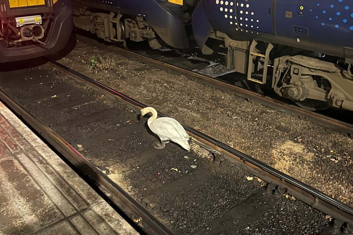 A swan was spotted on the tracks at Glasgow Central