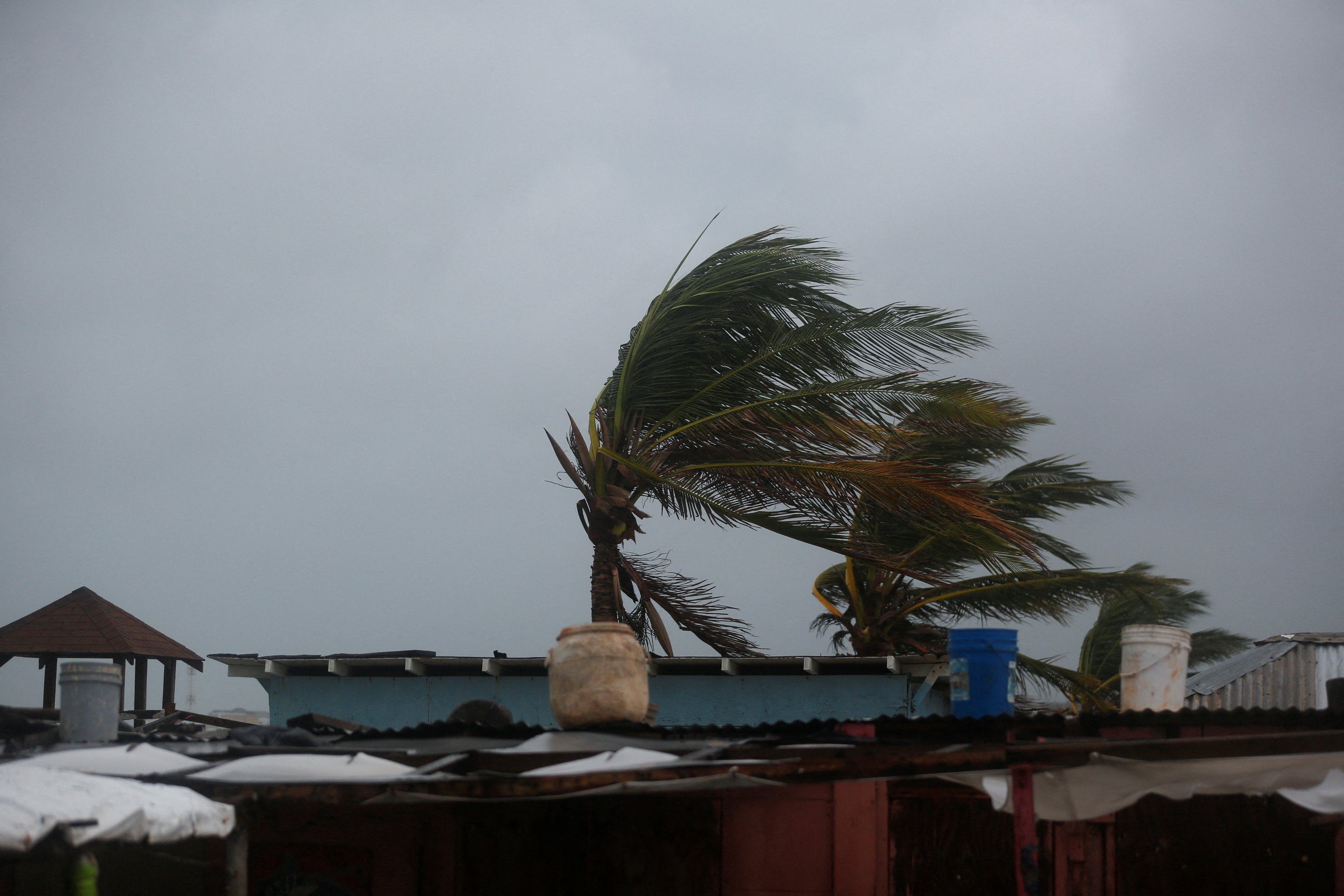 Palm trees are shaken by the wind, ahead of Hurricane Melissa at Hellshire Beach, in the coastal town of Hellshire, Jamaica, October 26, 2025. REUTERS/Octavio Jones