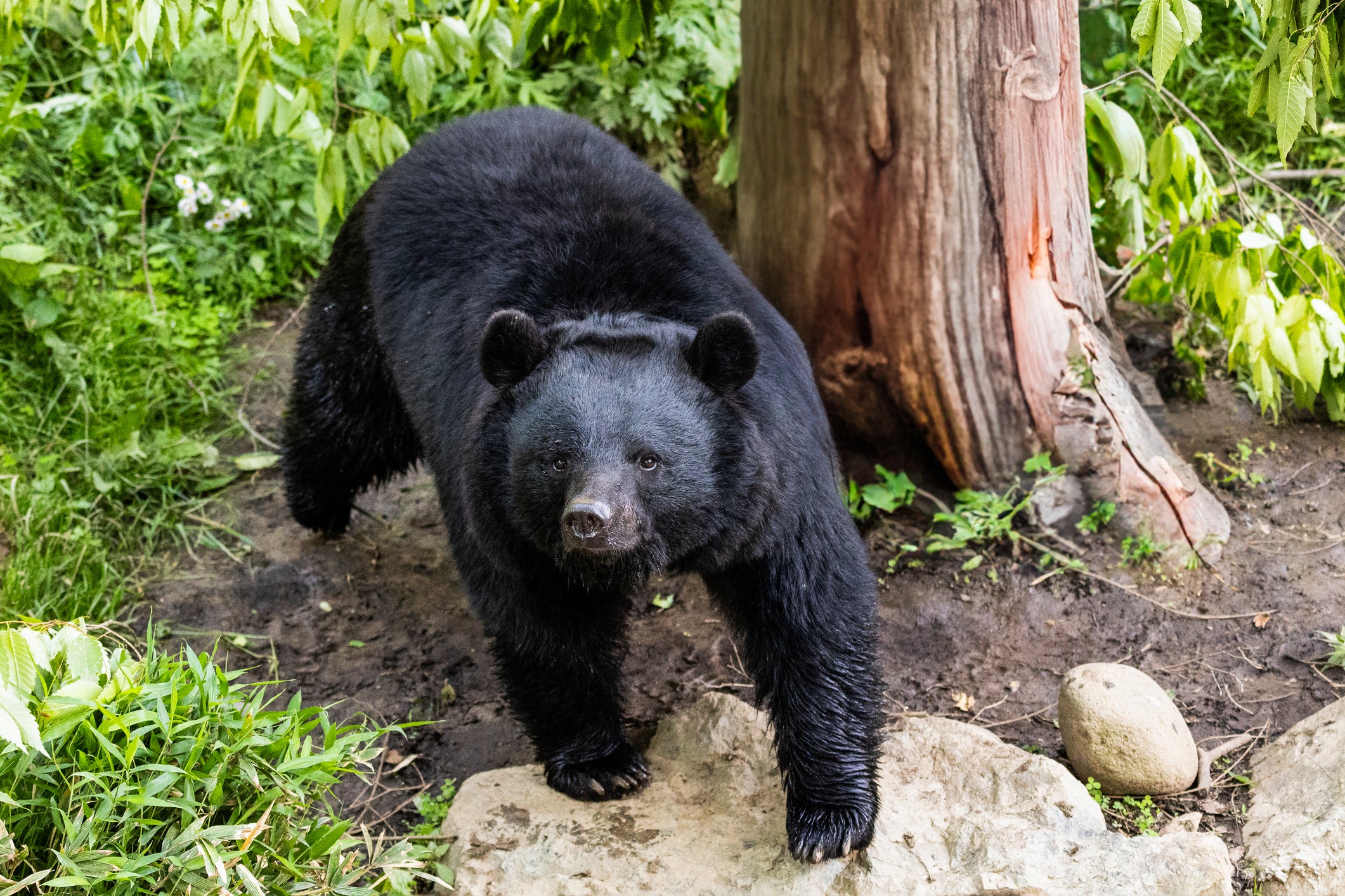 <p>Japanese black bear</p>
