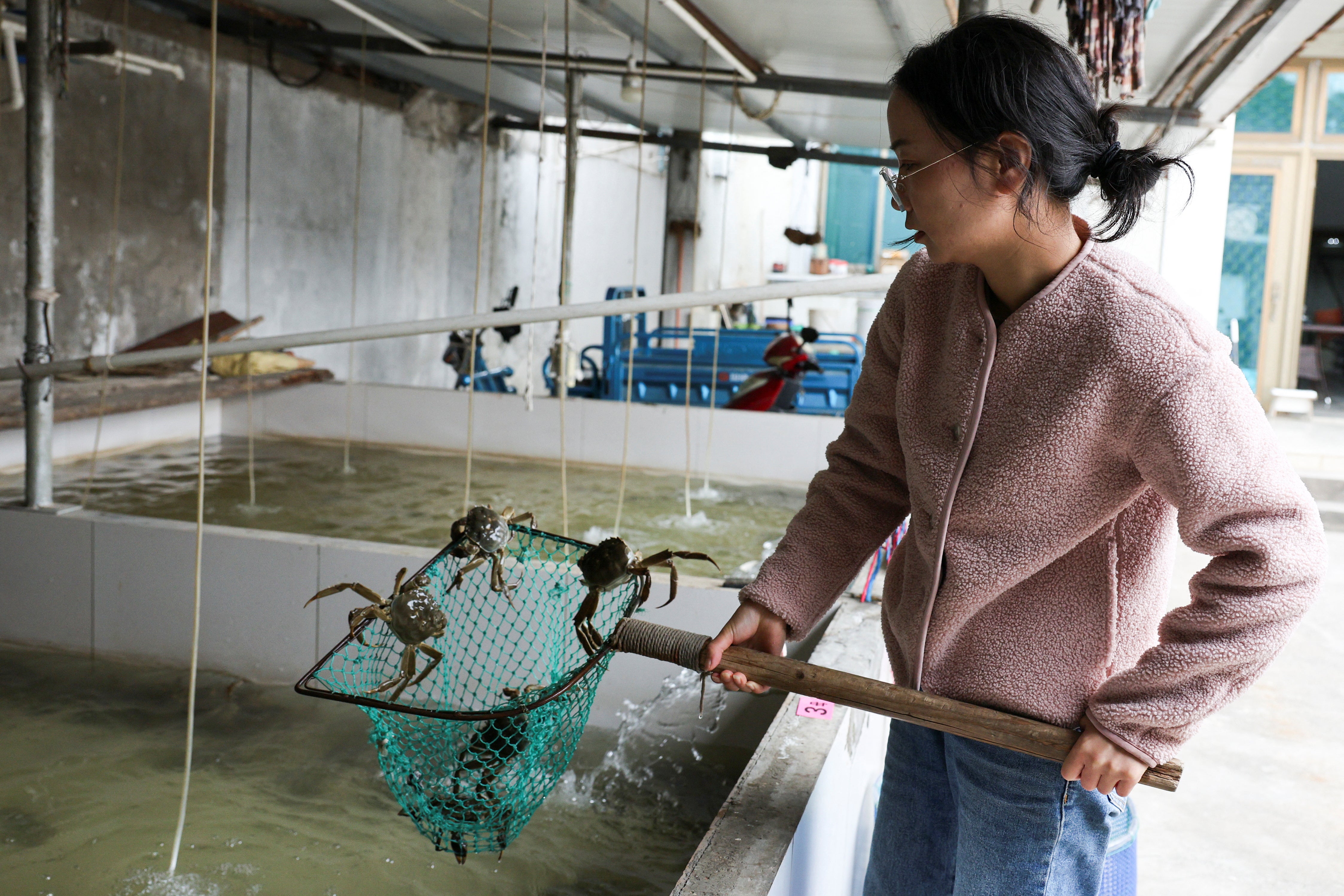 Hairy crab farmer Tie Dandan uses a net to display hairy crabs from a tank in Suzhou