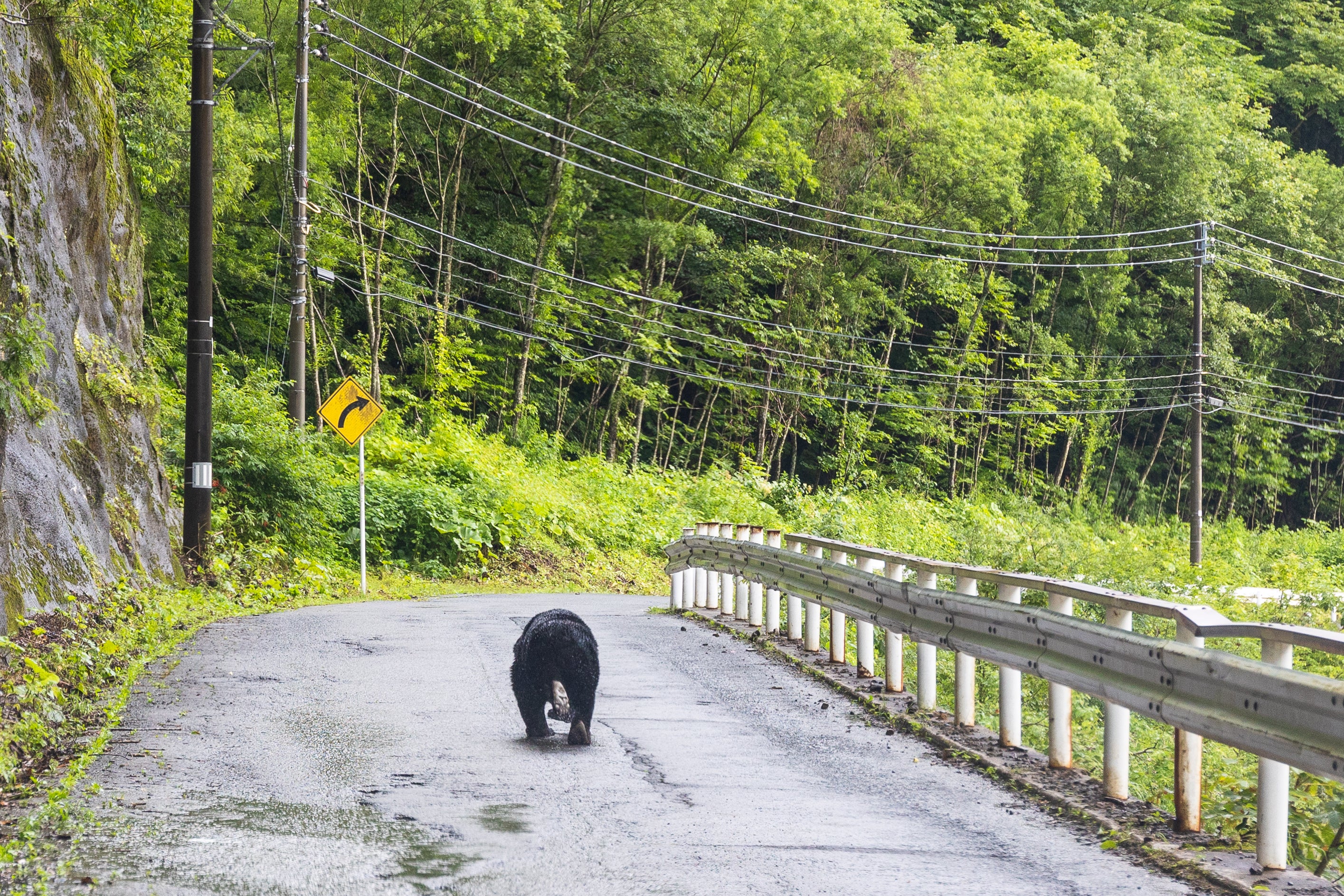 A black bear walking along a rural mountain road in Shizukuishi, Iwate