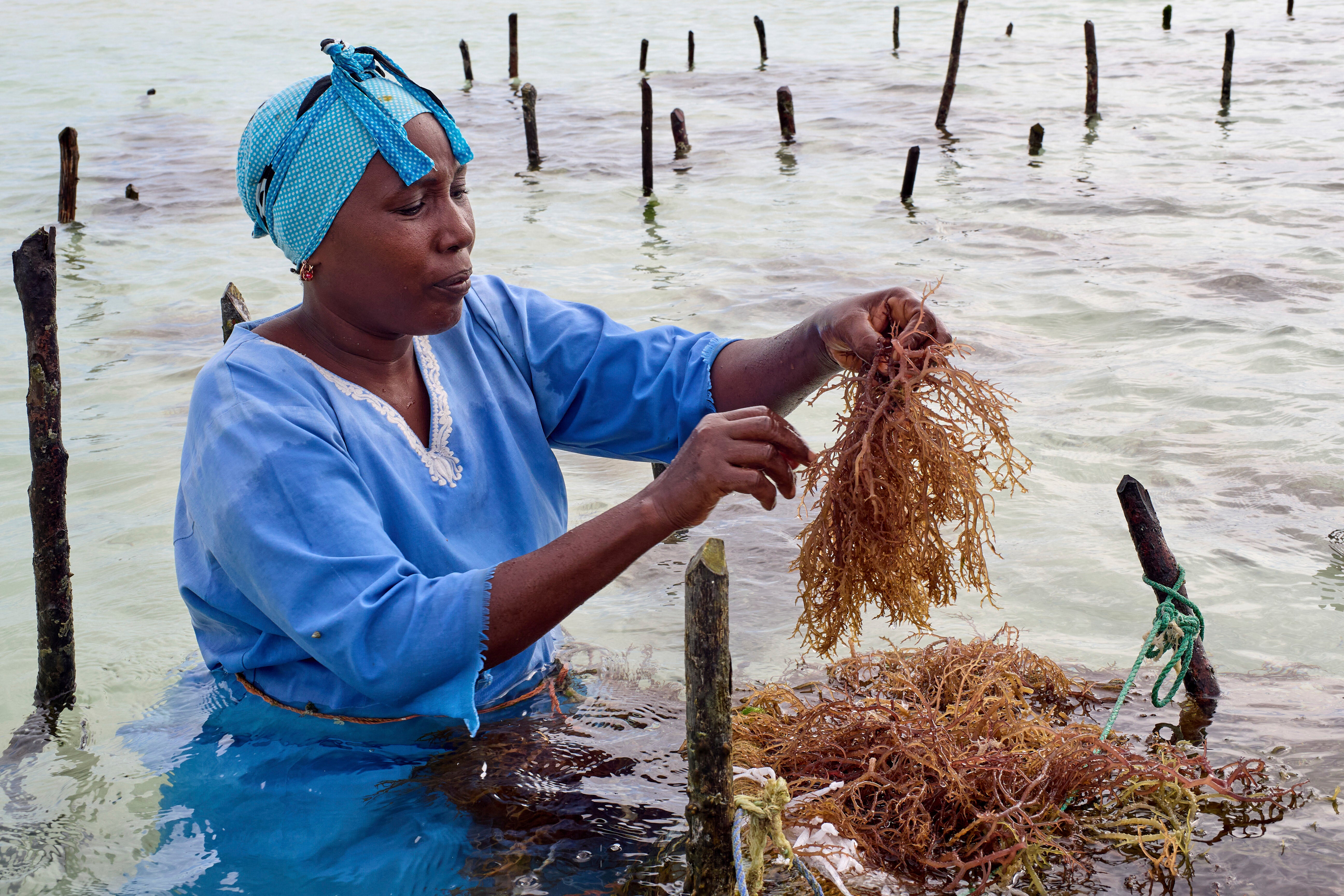 An employee of Mwanzi Zanzibar, a boutique seaweed farm and factory, tends to seaweed in the waters off Paje, Zanzibar, Tanzania
