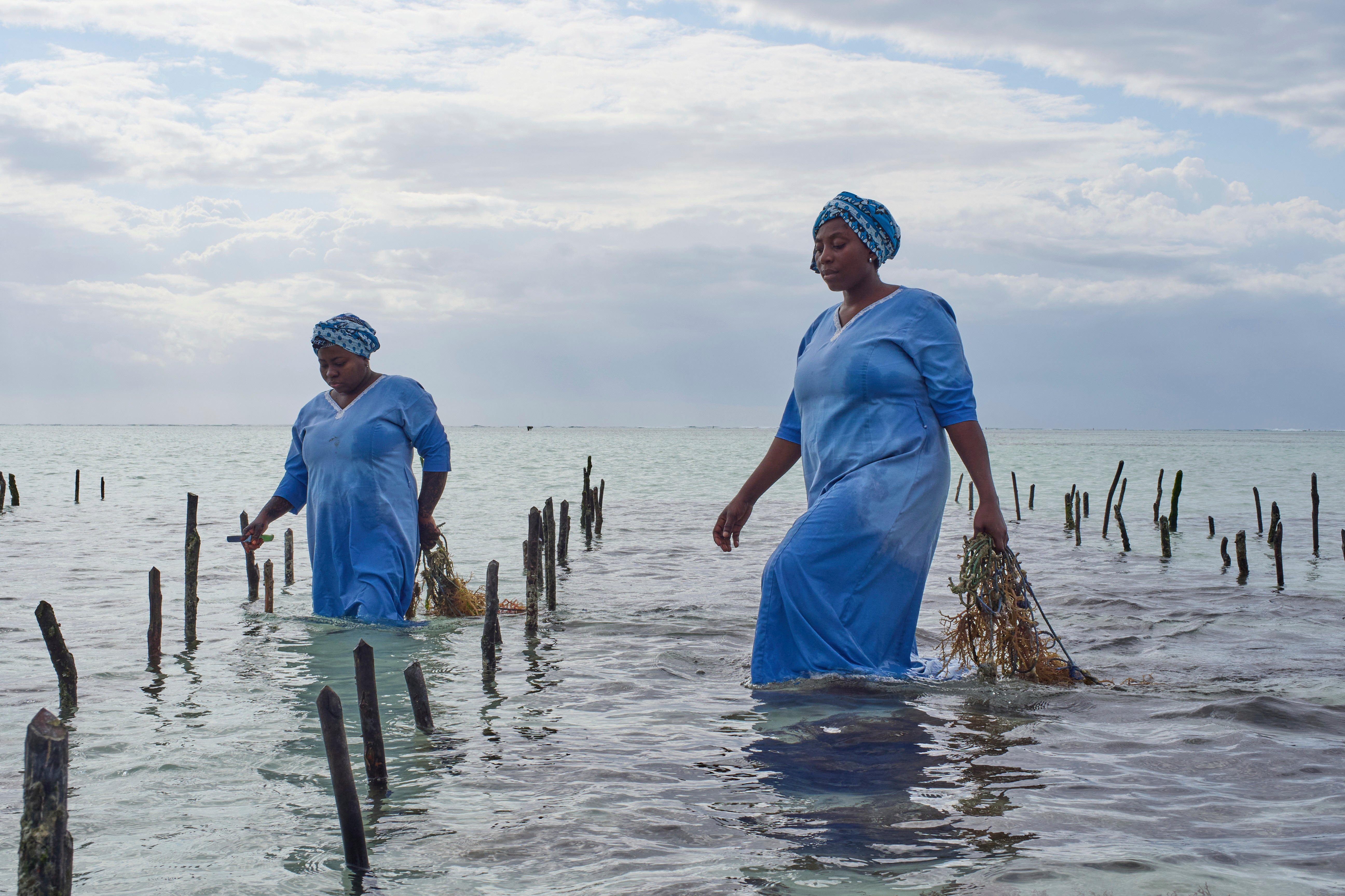 Employees of Mwani Zanzibar, a boutique seaweed farm and factory, harvest eucheuma spinosum seaweed