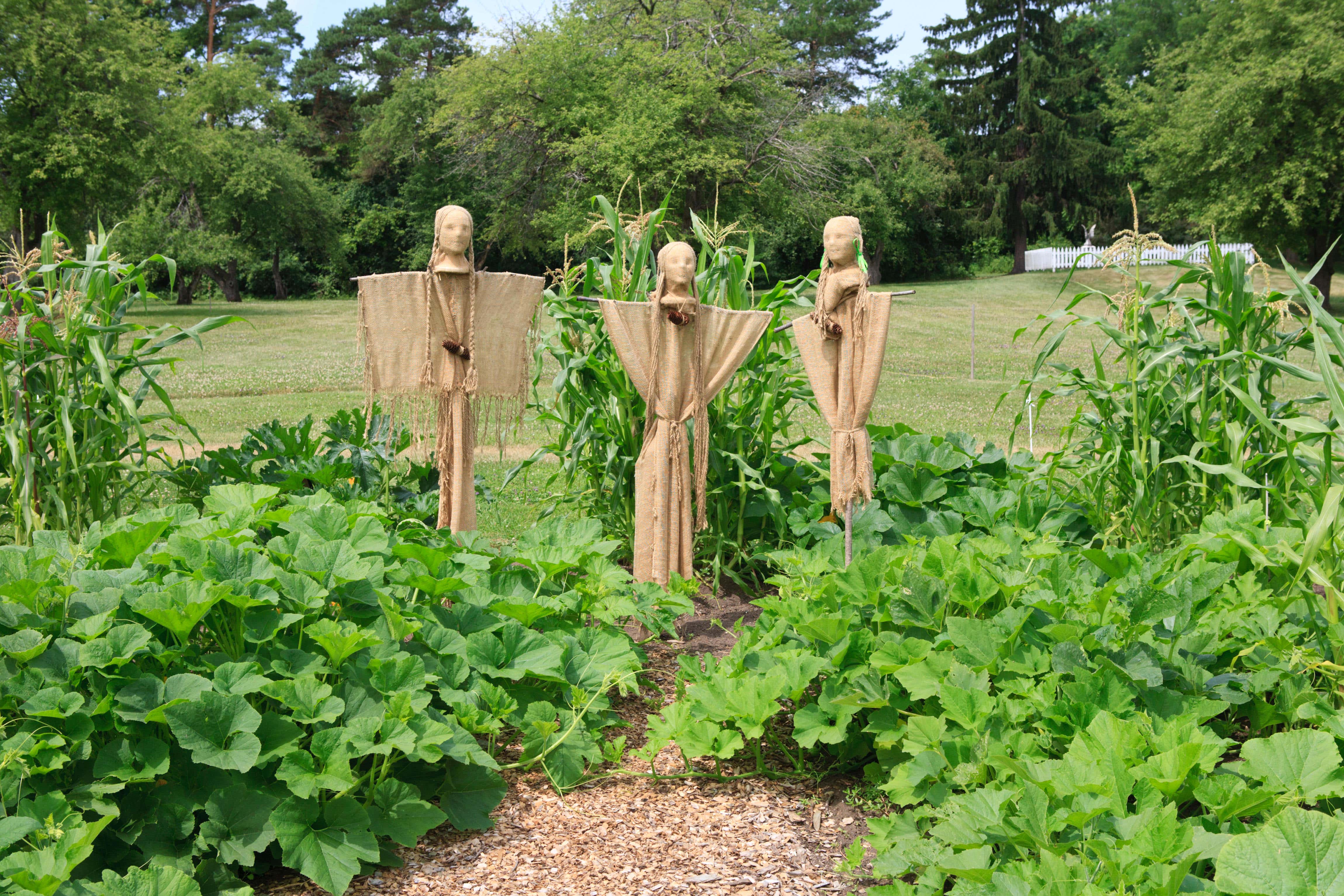 Three scarecrows representing the three sisters companion planting method of corn, squash and beans (Alamy/PA)