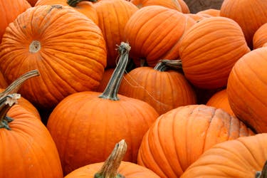 <p>Proof that beauty can be more than skin deep – beneath those orange shells lies one of nature’s most overlooked superfoods</p>