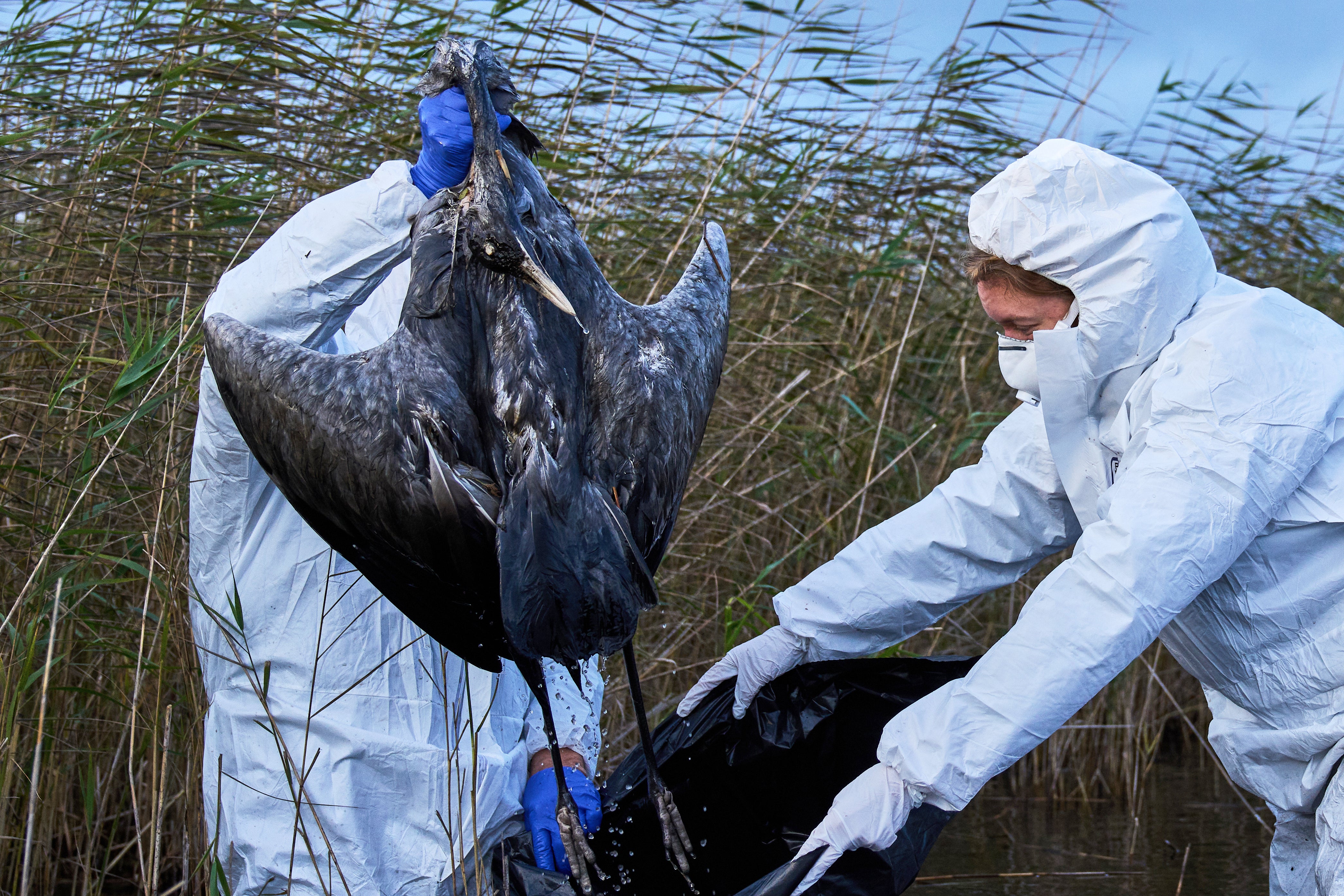 Environmental workers collect the bodies of the birds have died from bird flu in a lake in Linum, Brandenburg, Germany, Monday, Oct. 27, 2025. (AP Photo/Ebrahim Noroozi)