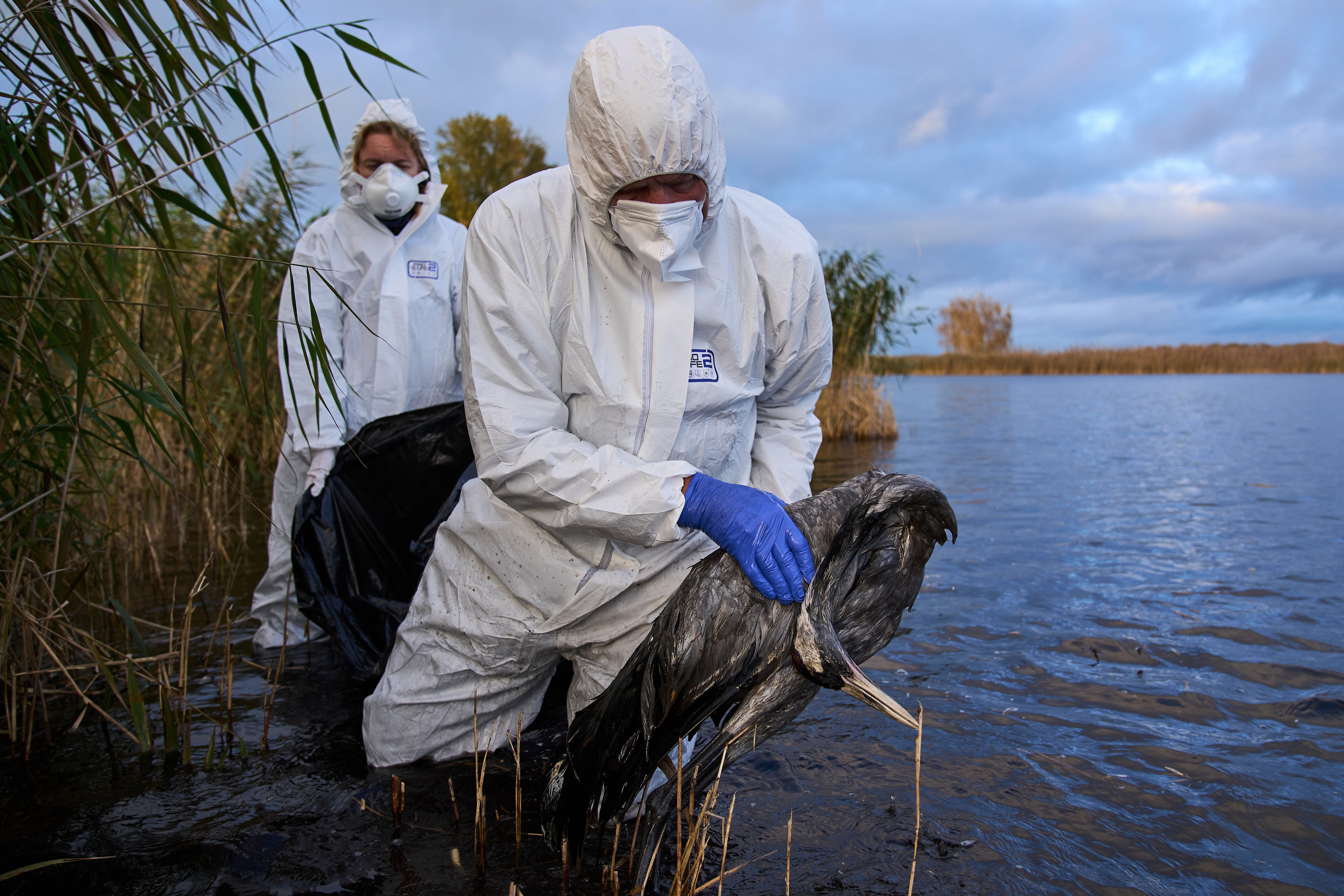Environmental workers collect the bodies of the birds have died from bird flu in a lake in Linum, Brandenburg, Germany