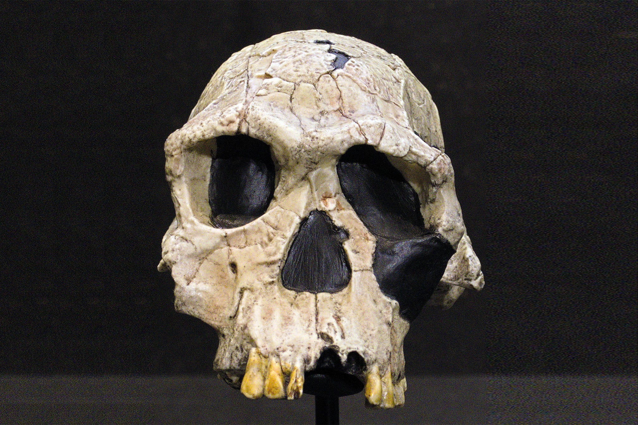 A skull of Homo habilis in the museum Kulturama in Zürich, Switzerland