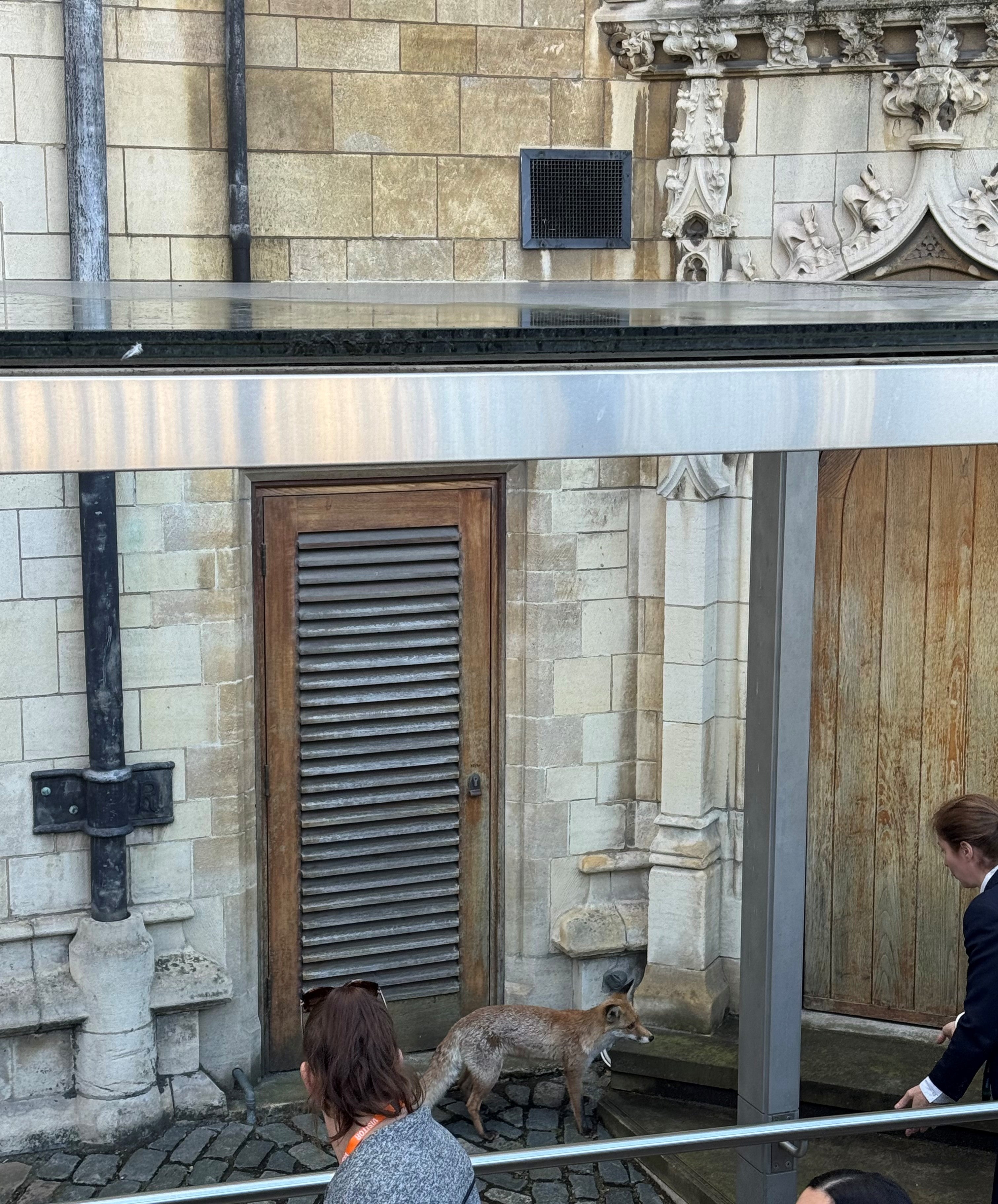 A fox has been spotted prowling around the Houses of Parliament