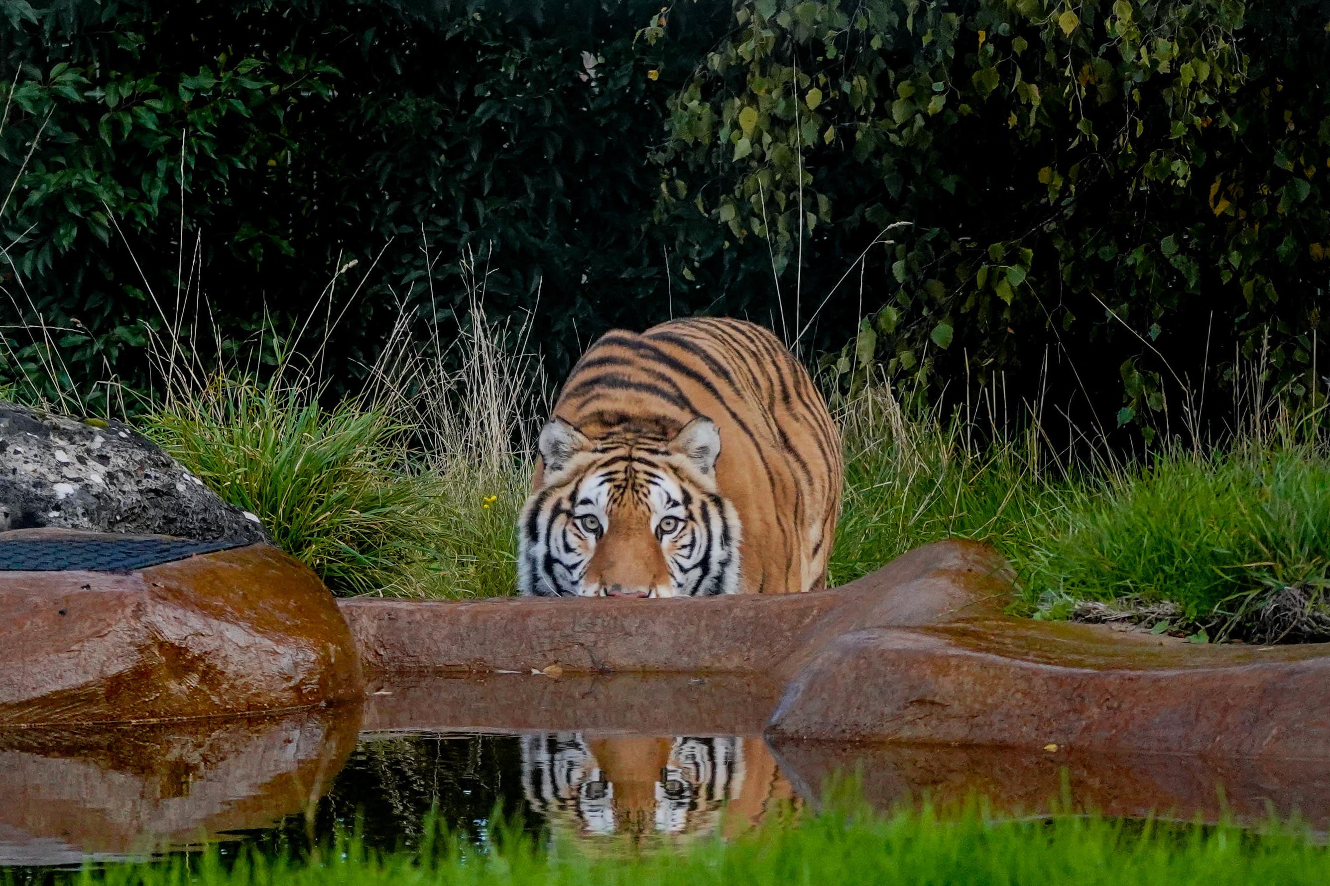 Aqua the tiger has moved into a purpose-built habitat