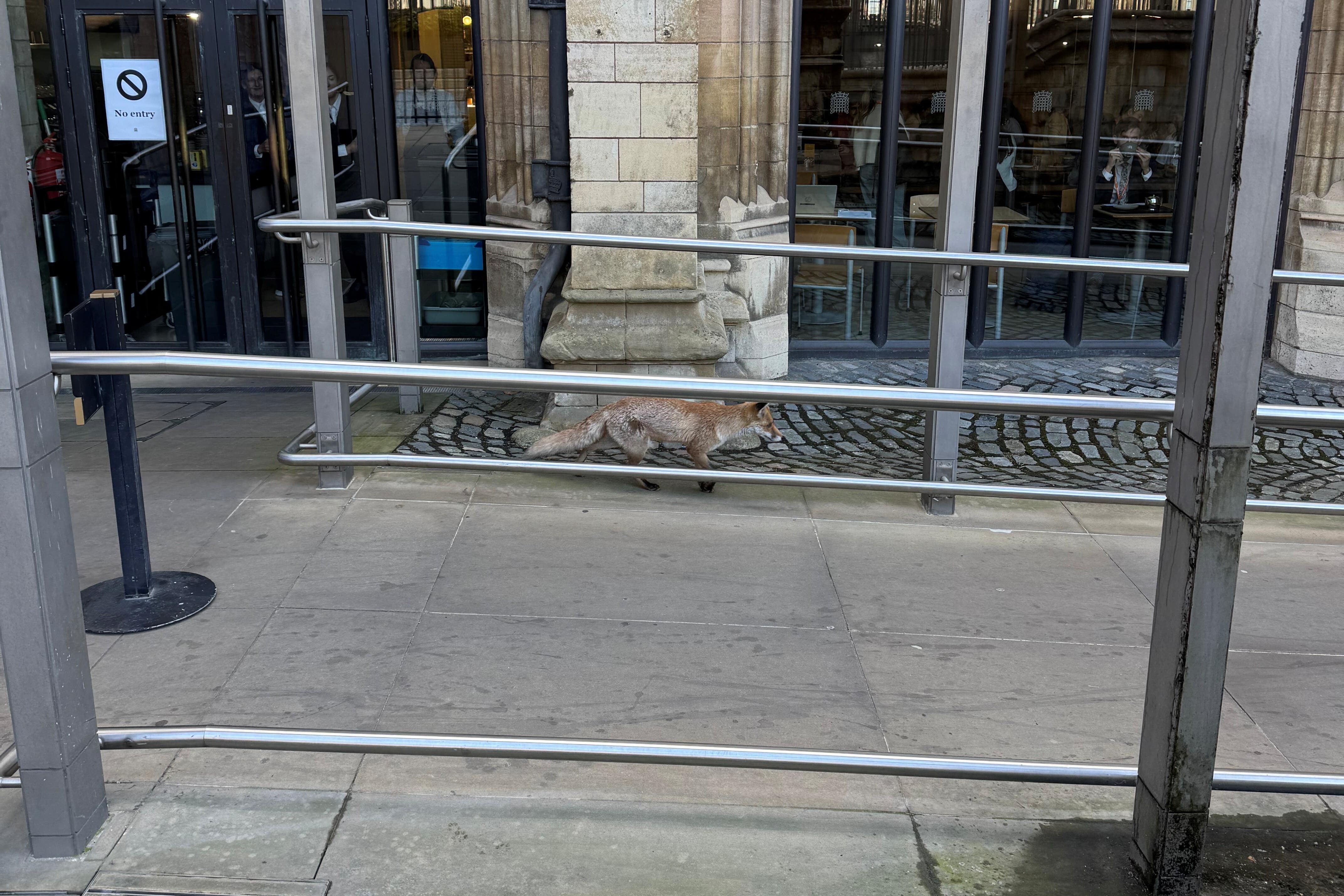 A fox in the public area of the Parliamentary estate, Westminster
