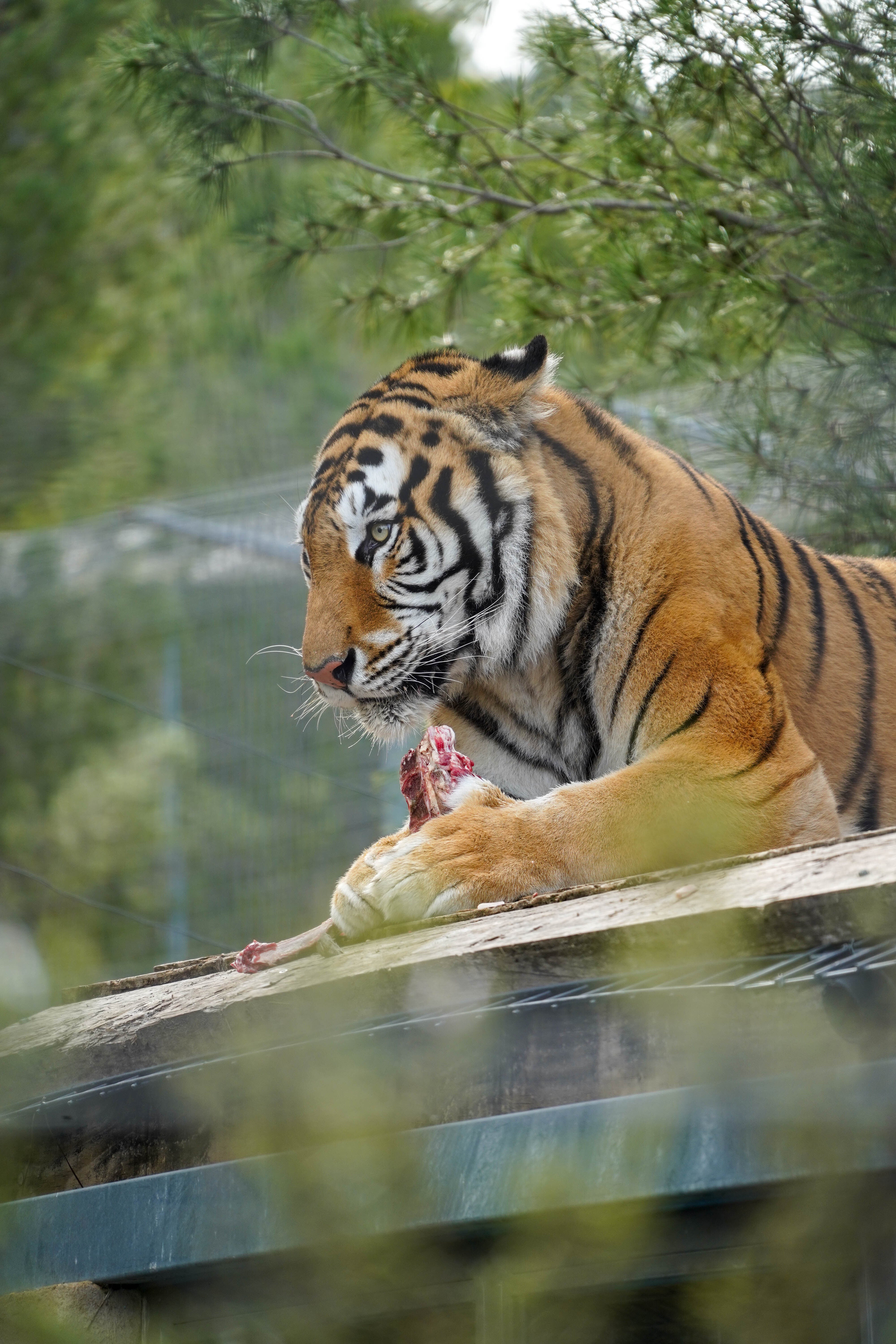 Aqua was rescued from illegal trafficking