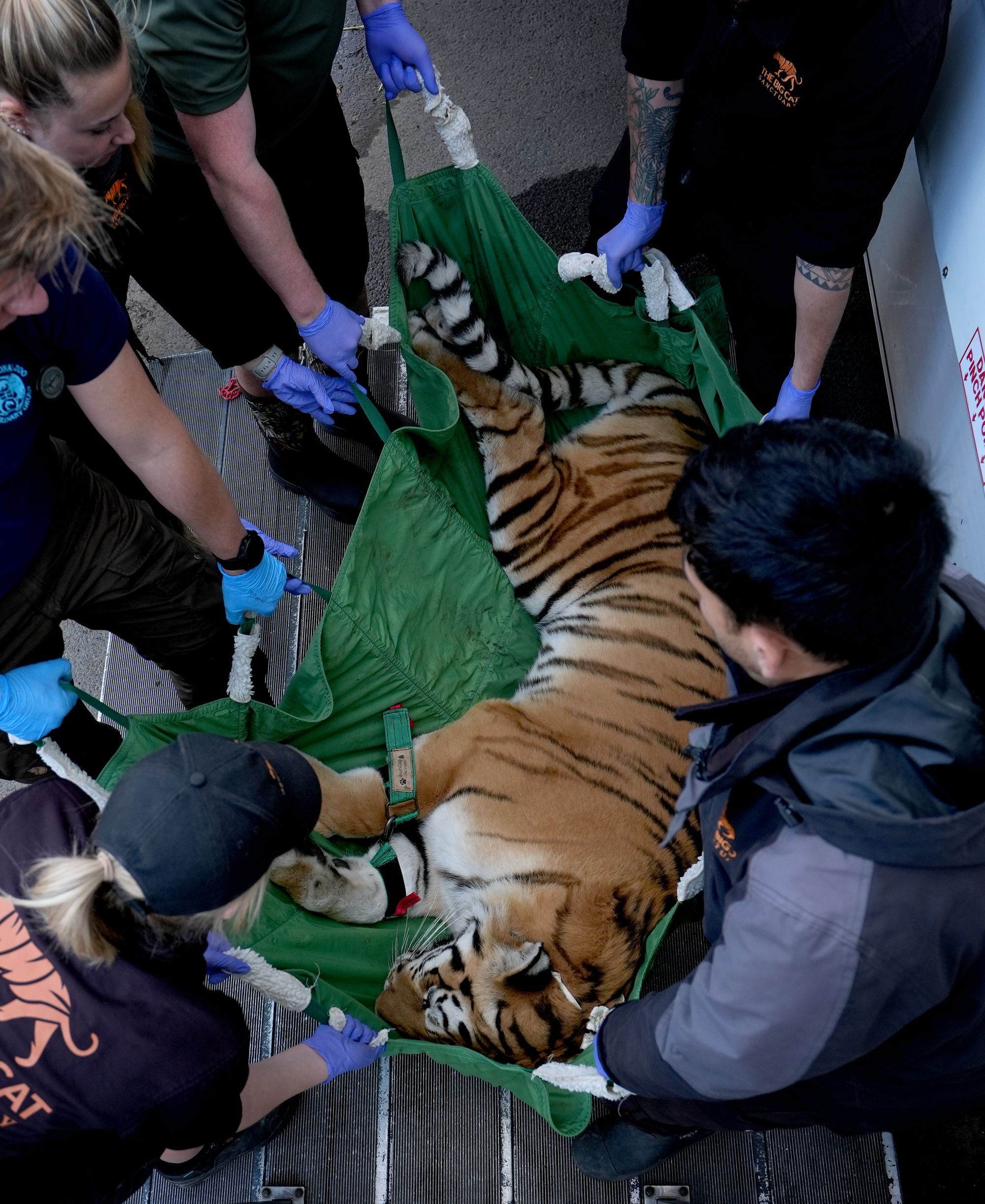 The three residents of the Big Cat Sanctuary have been experiencing unexplained and persistent ‘mobility issues’