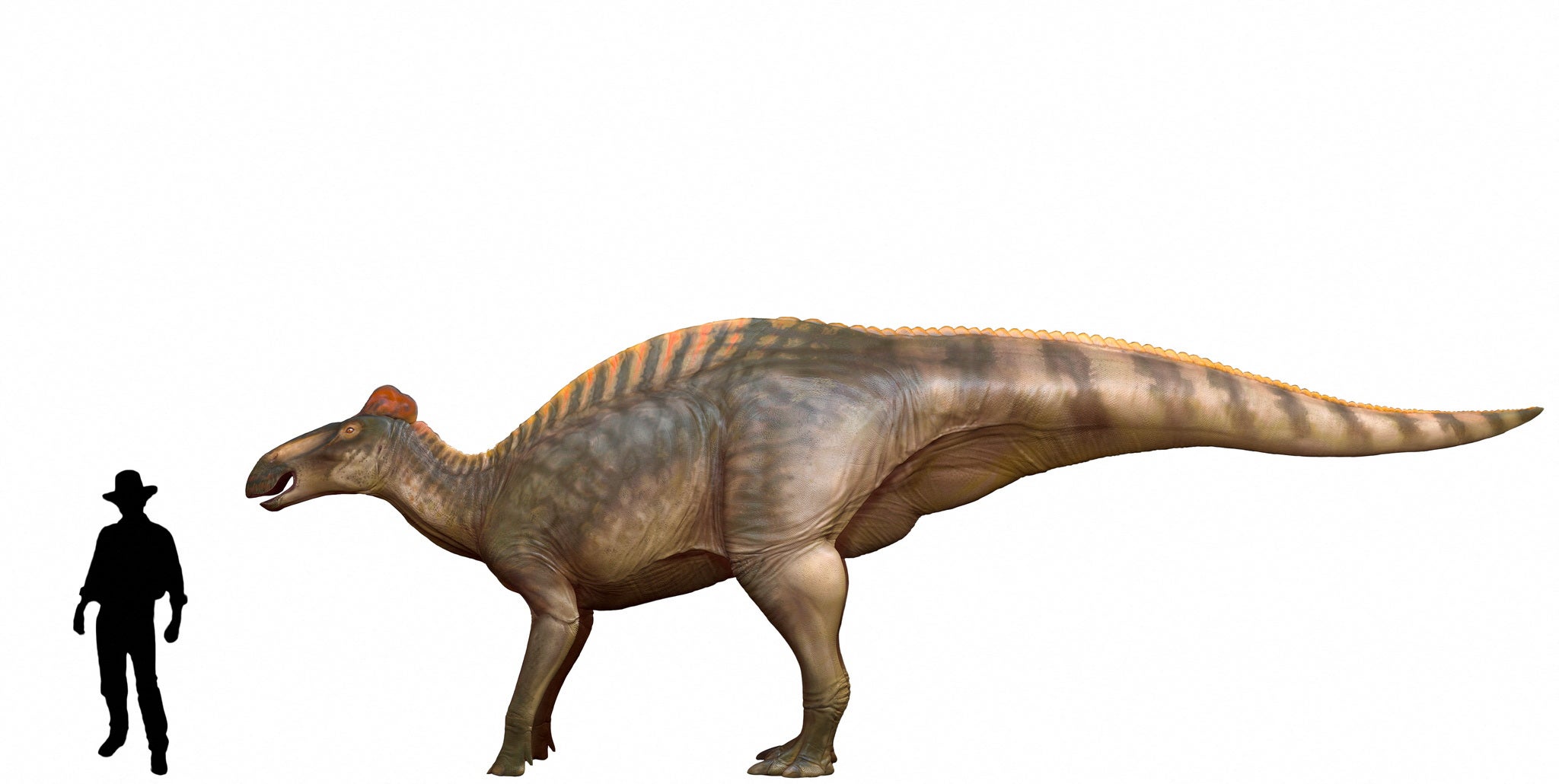 Image showing the size comparison of a man to Edmontosaurus Annectens