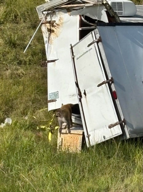 The truck was loaded with caged Rehsus monkeys when it crashed on Interstate 59, north of Heidelberg, on Tuesday