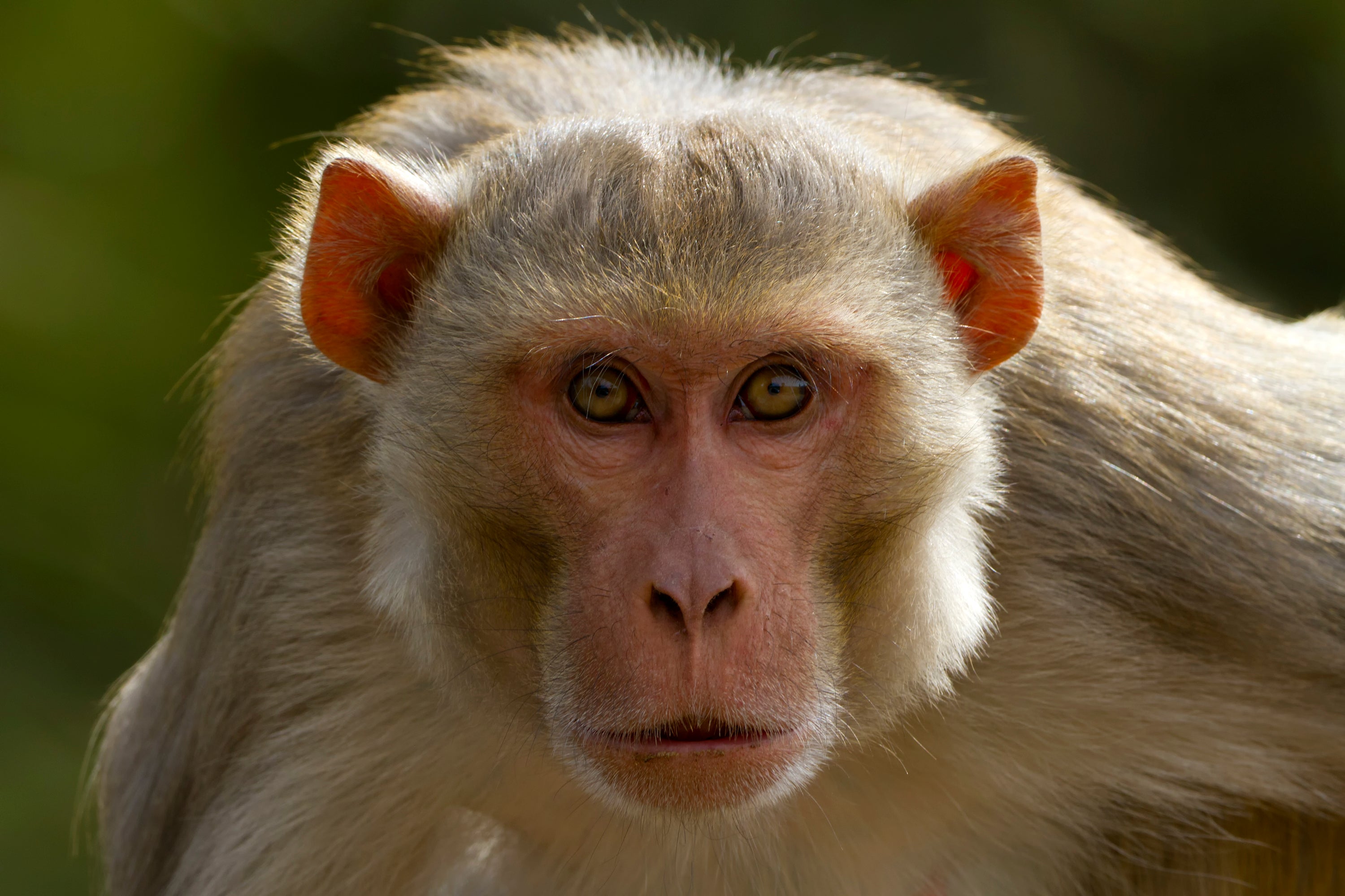 A truck hauling ‘aggressive’ monkeys thought to be carrying hepatitis C, herpes and Covid-19 has overturned in Mississippi, with at least one on the loose, according to authorities