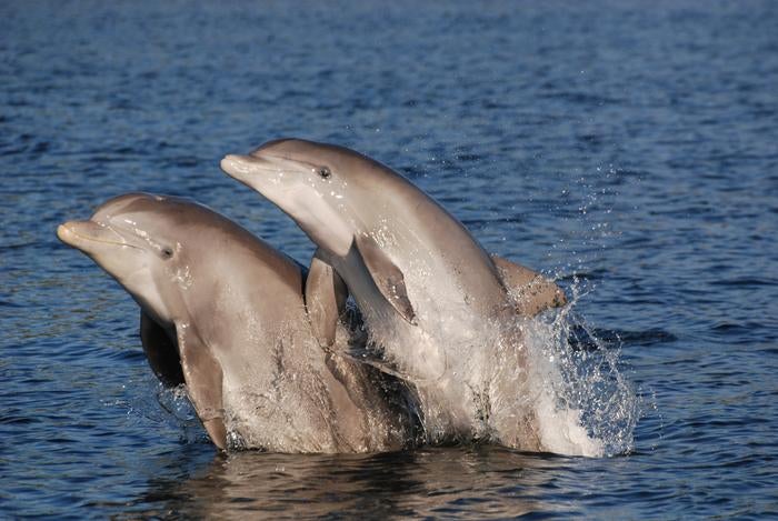 Bottlenose dolphins in Florida
