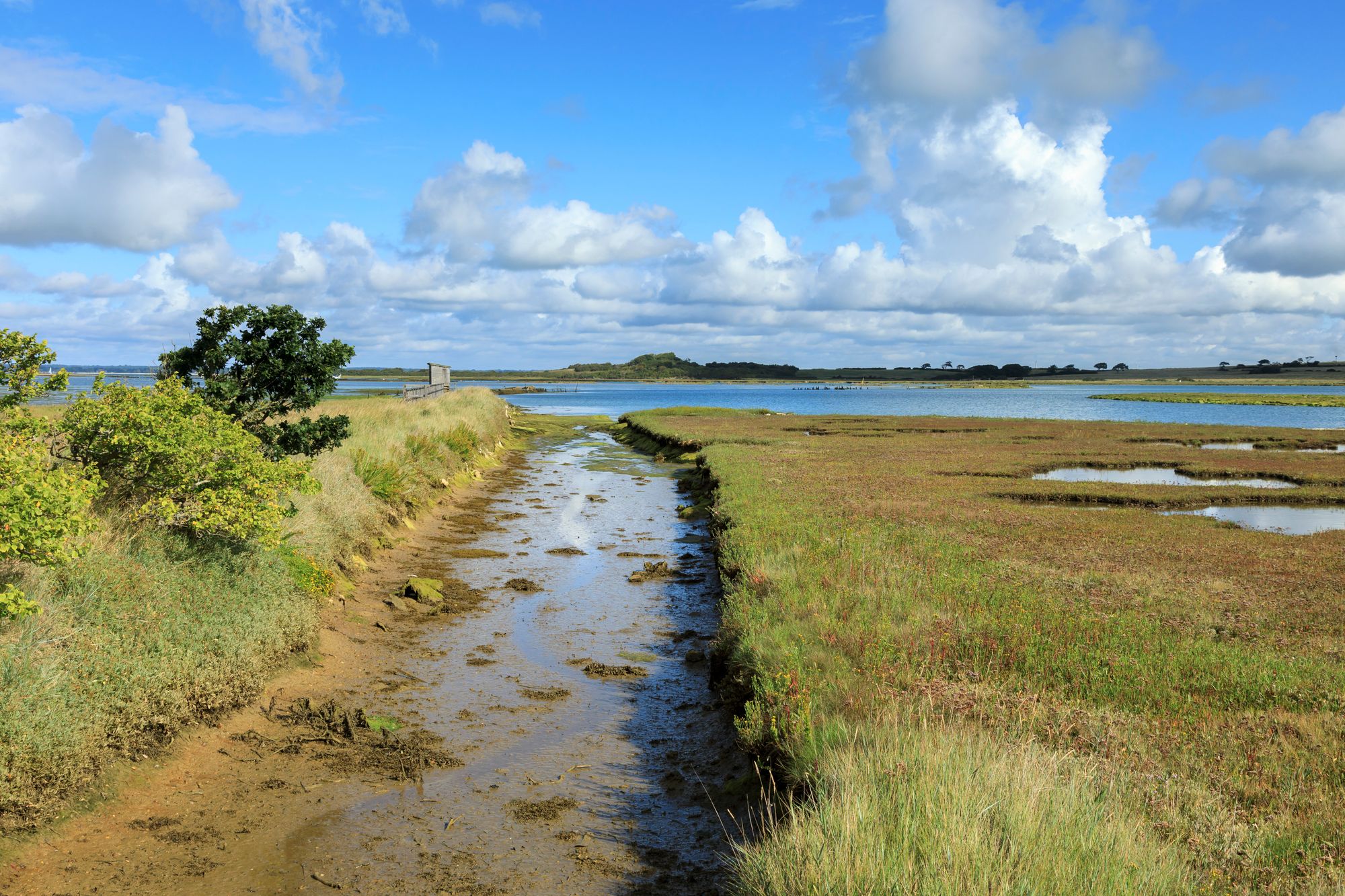 The find at the National Trust's Newtown National Nature Reserve was acclaimed by the charity as a ‘major conservation success’