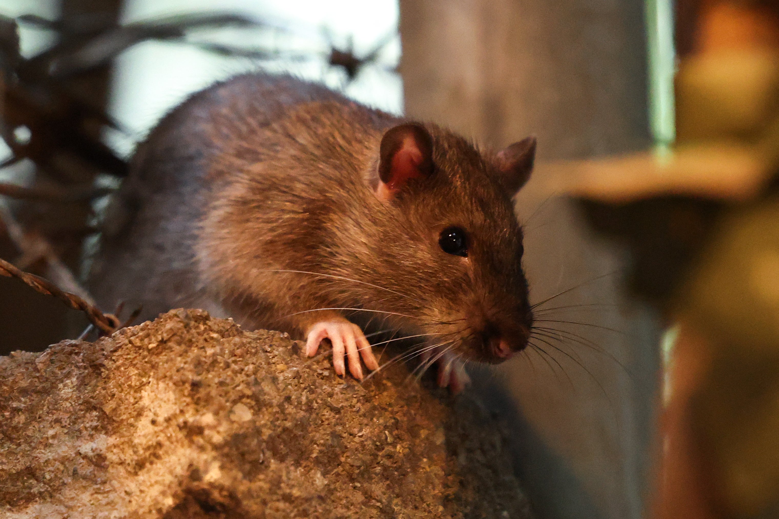 Chicago is now the second rattiest US city, with New York City third and San Francisco fourth on this year’s list