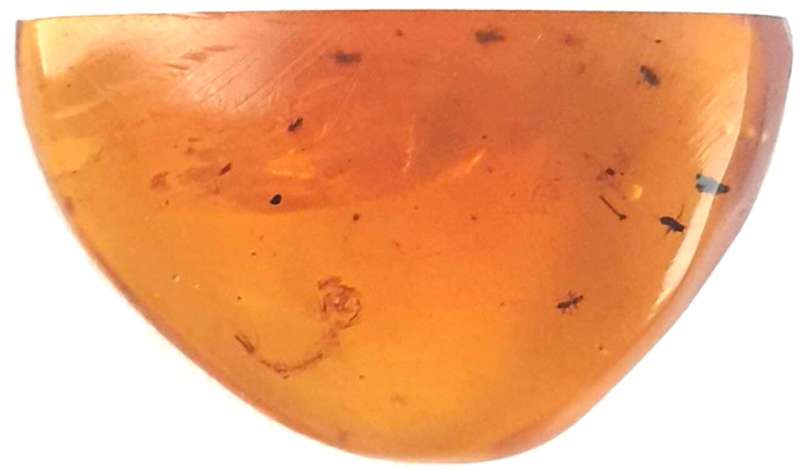 Oldest known mosquito larva trapped in amber