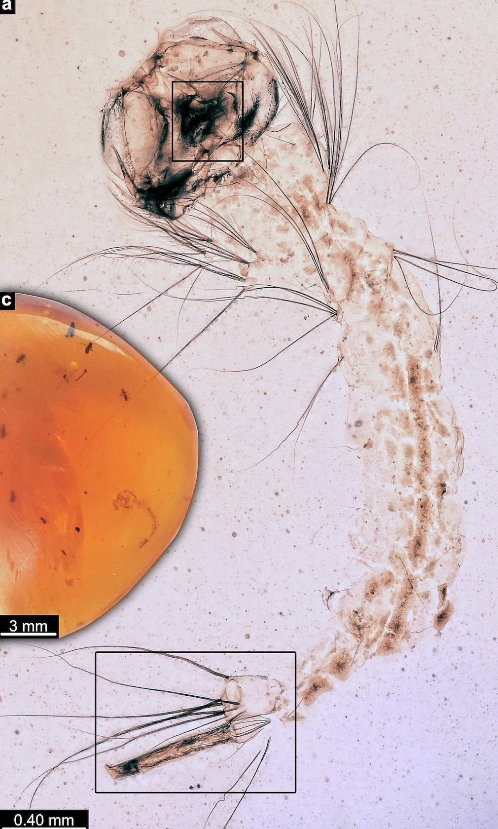 Larva of new species