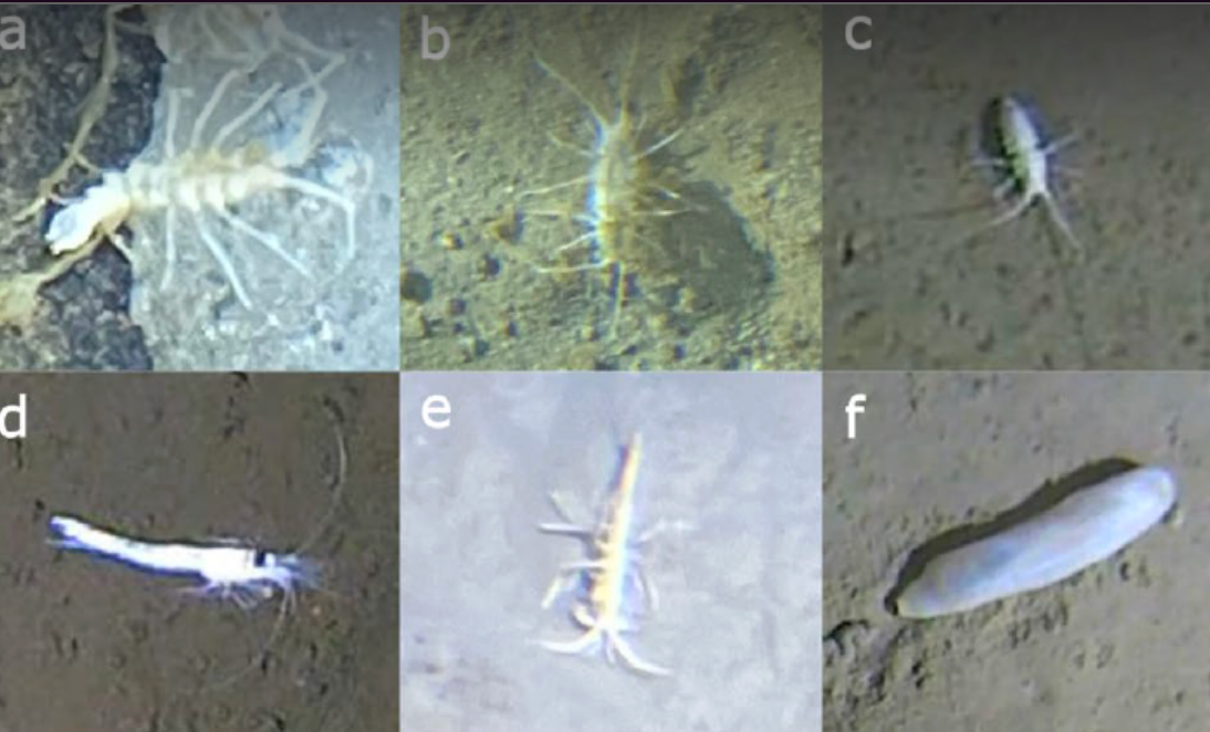 Creatures in the deep ocean have adapted to survive at varying depths under different nutrient availability conditions, according to new study