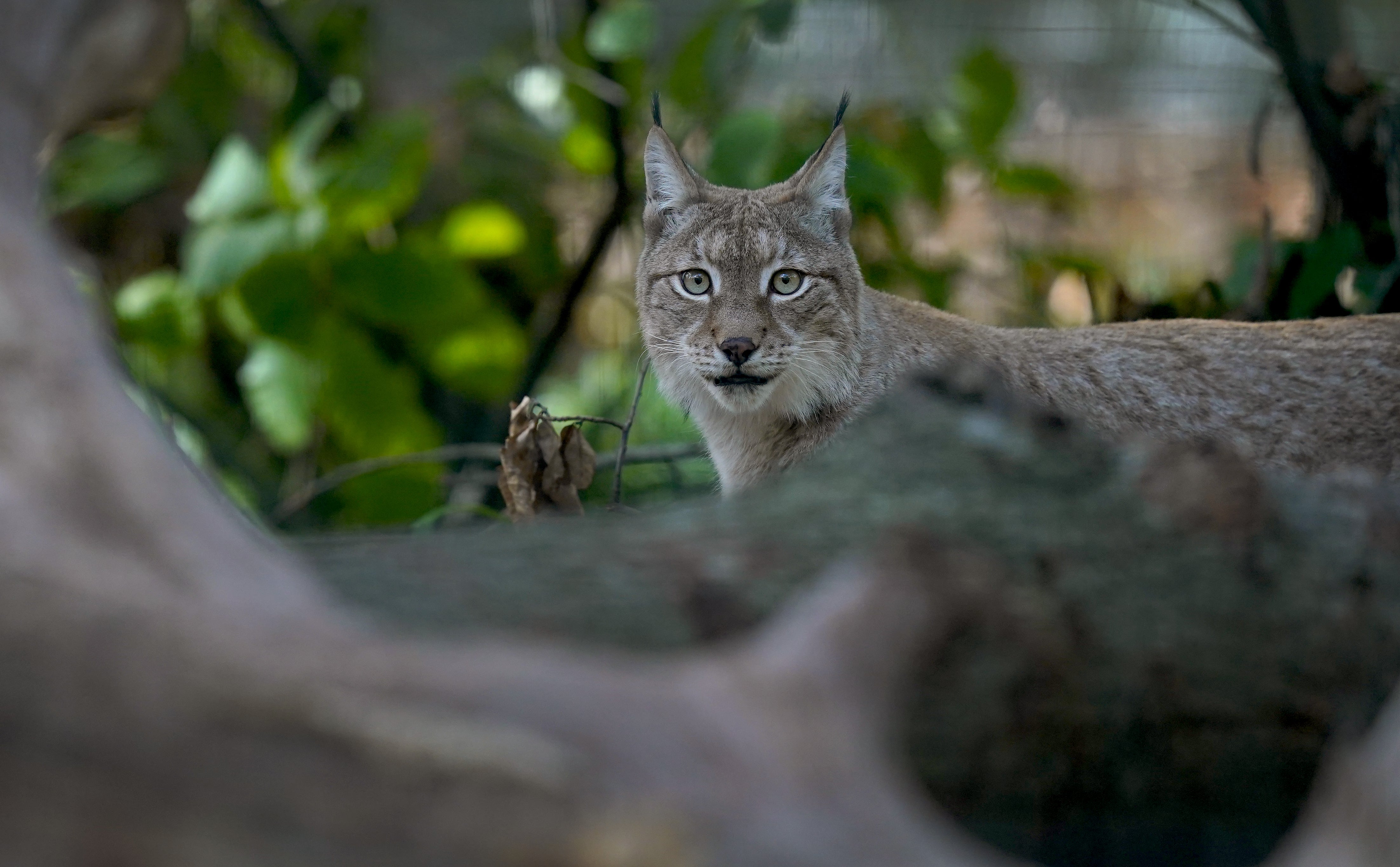 A lynx at the Wildwood Trust near Canterbury (Gareth Fuller/PA)