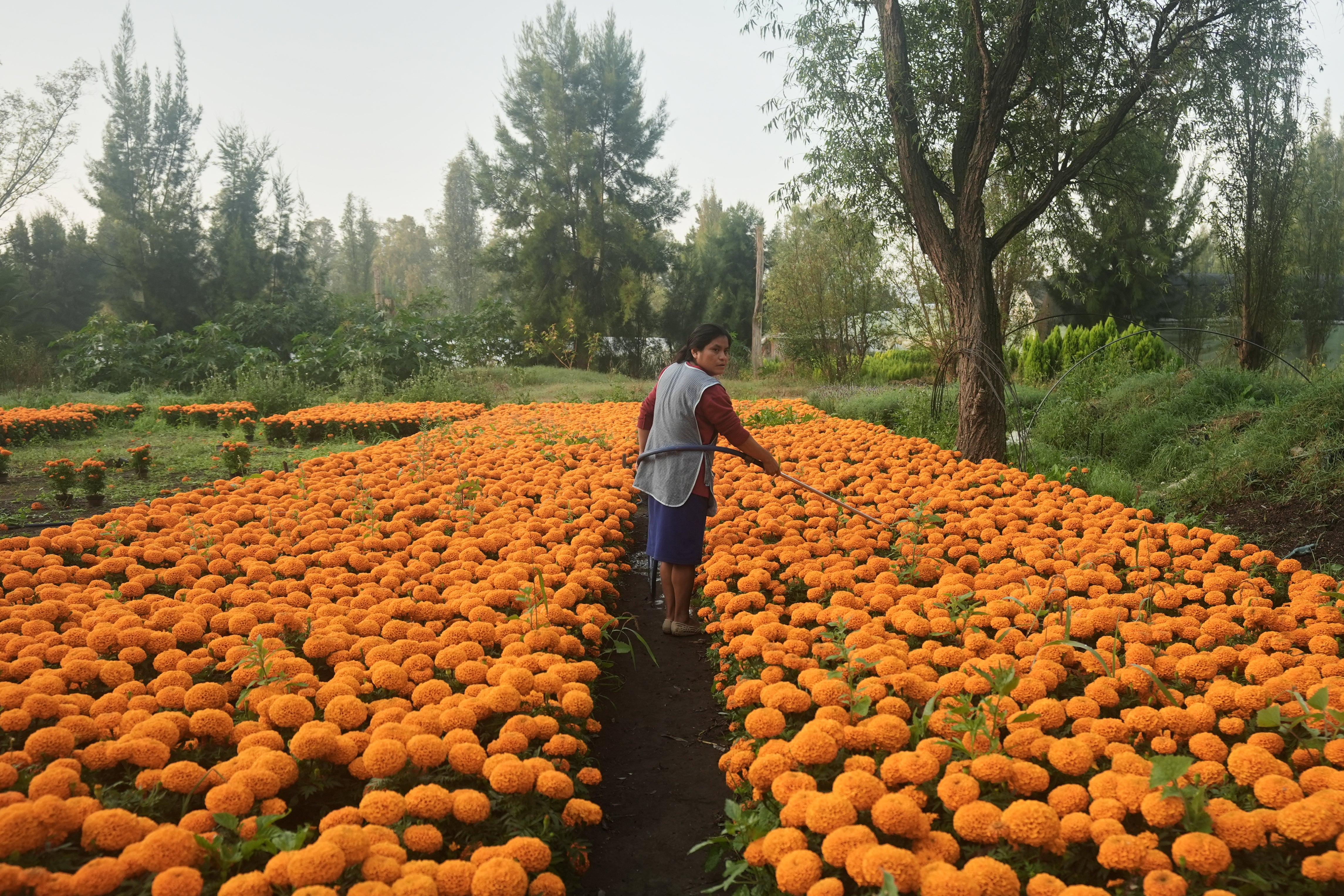 Flor Jimenez waters her crop of cempasuchil flowers in preparation for Day of the Dead celebrations in Xochimilco where marigolds are grown on the outskirts of Mexico City, Thursday, Oct. 16, 2025