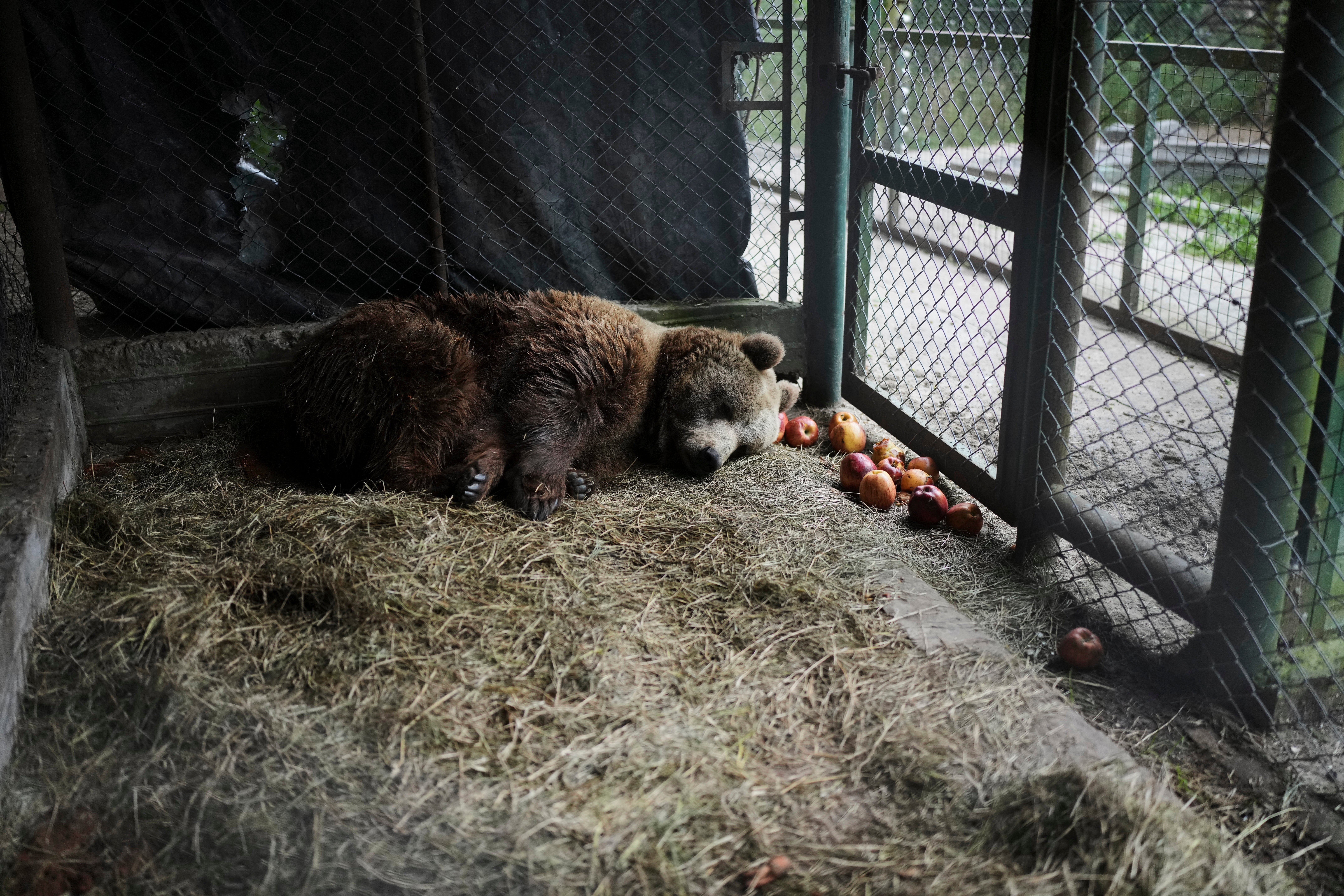 Florencia, a brown bear, lies in her cage at the former Lujan Zoo, where in recent days a global animal welfare organization has been treating the remaining animals
