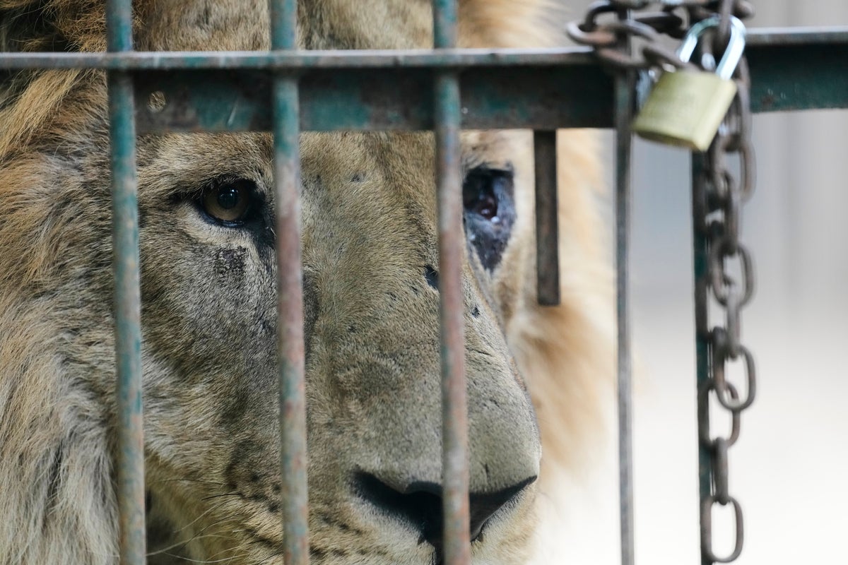 悪名高いアルゼンチン動物園で放置されていた数十頭の動物がついに救出される
