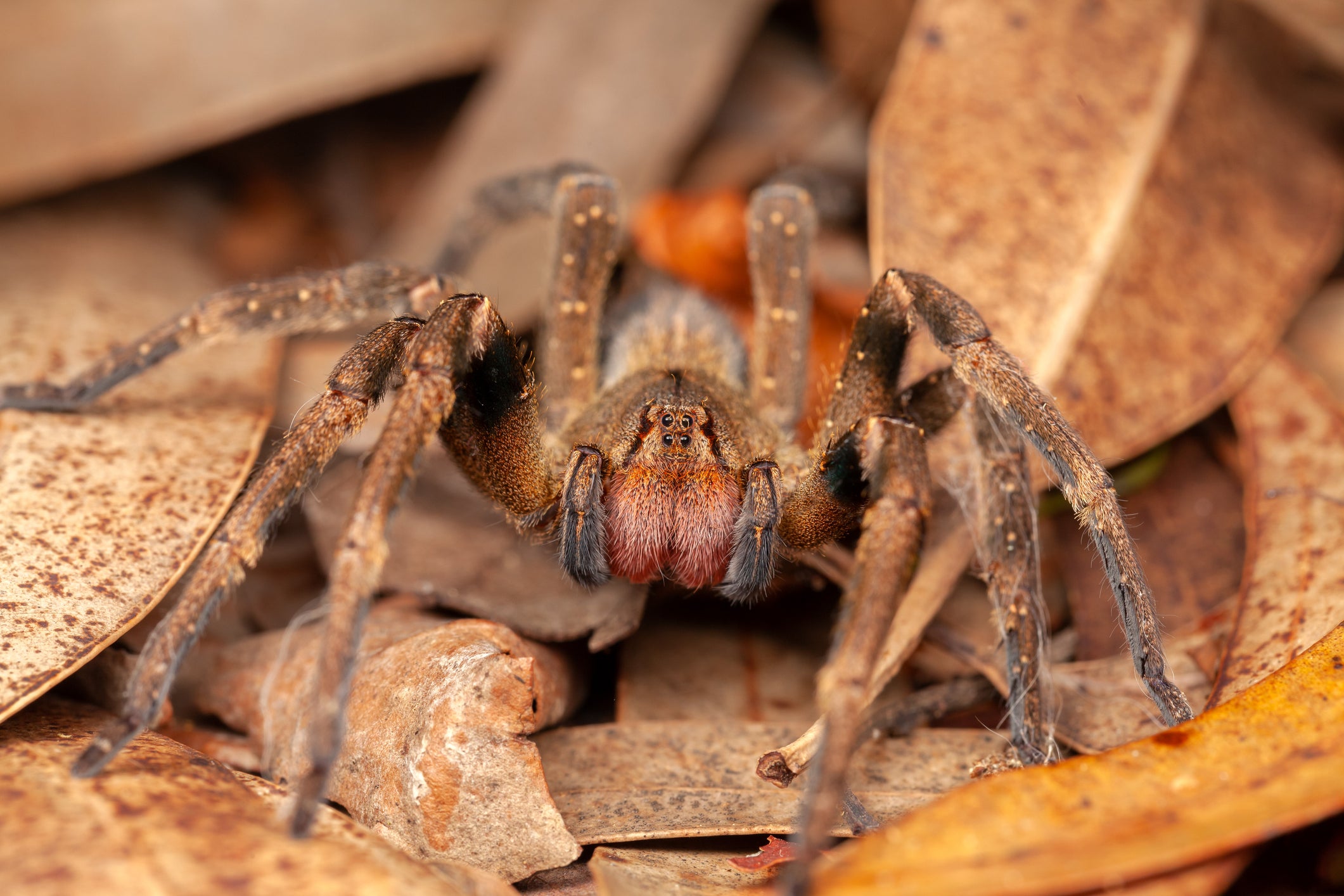 The Brazilian Wandering spider species is common in South America