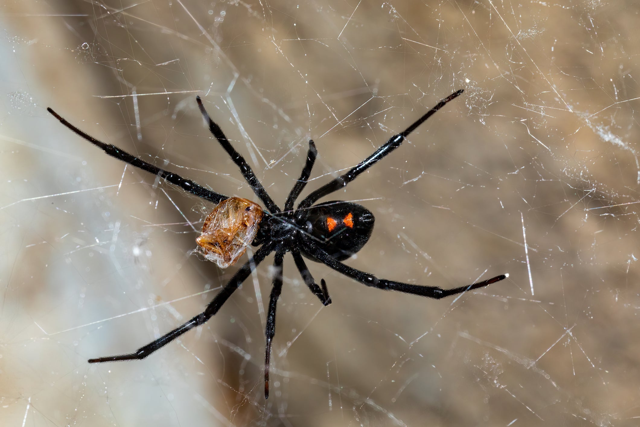 Black Widow spiders are around 1.5 inches long and identified by the red, hourglass-shaped mark on their abdomens