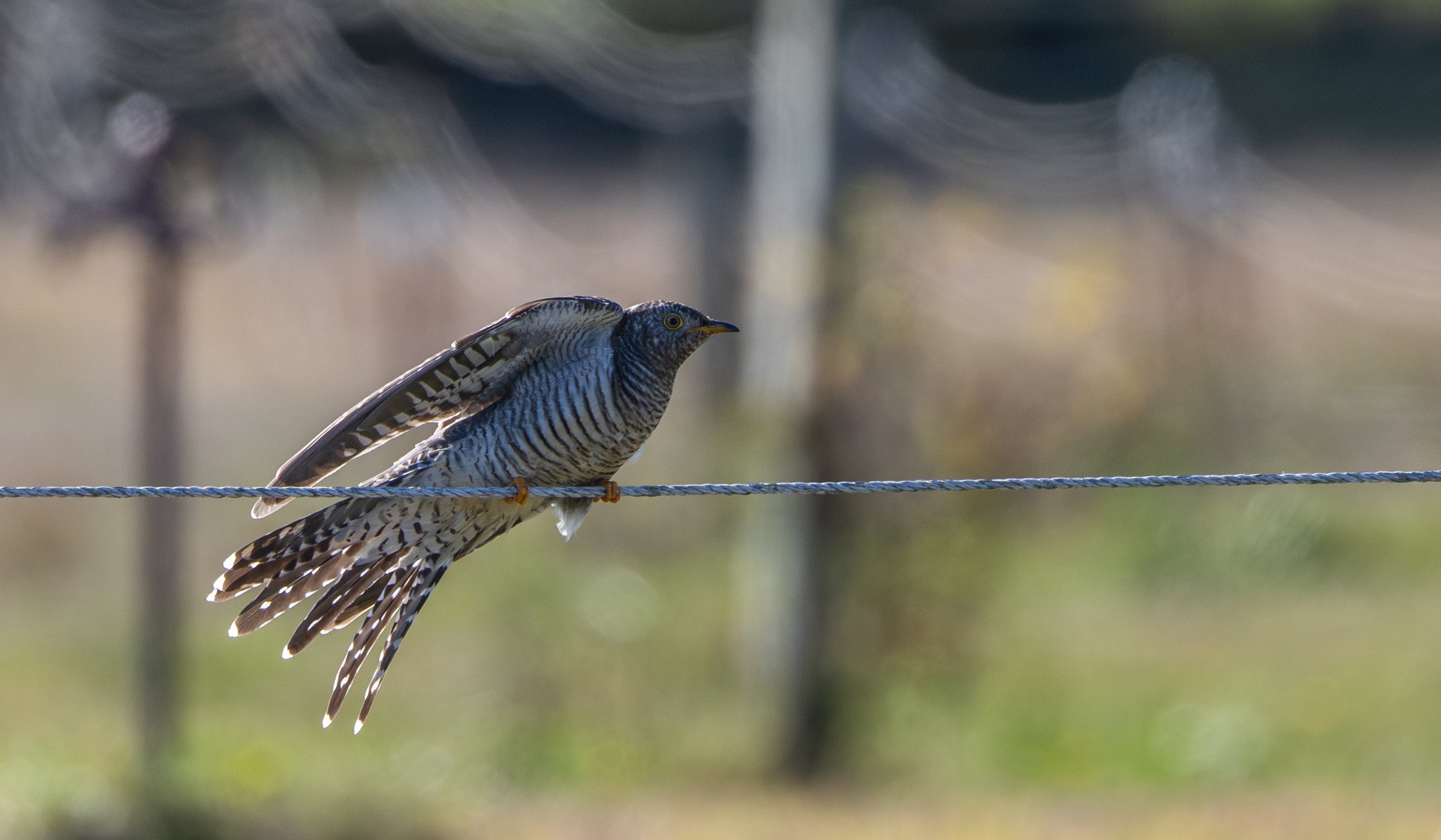 This photo provided by Cornell Lab of Ornithology shows a Common Cuckoo on Oct. 24, 2025 in Woods at Cherry Creek Suffolk, N.Y.