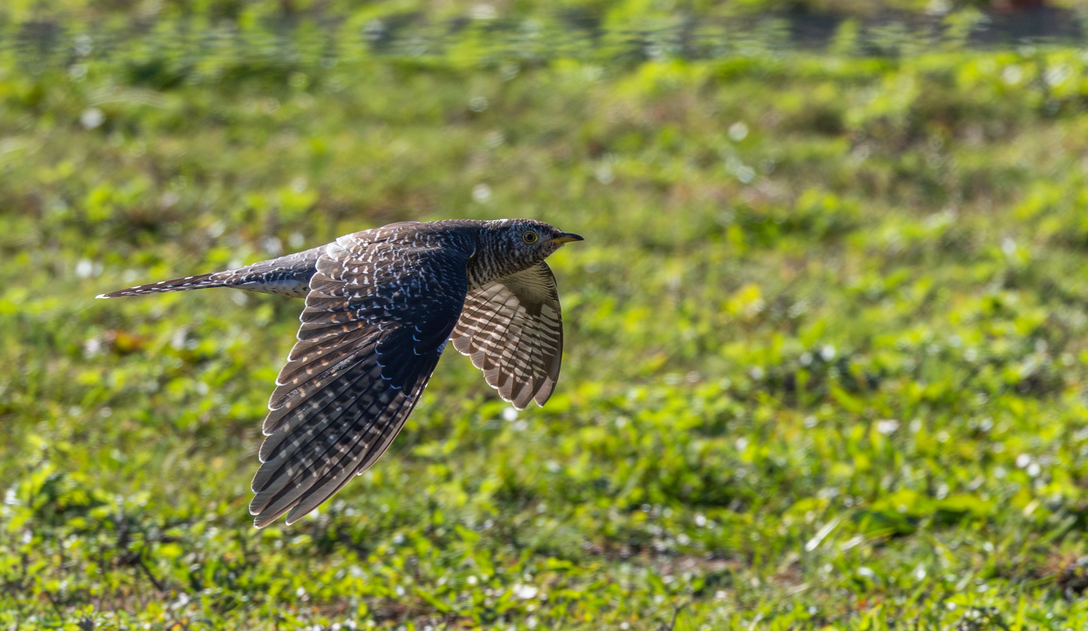 This photo provided by Cornell Lab of Ornithology shows a Common Cuckoo on Oct. 24, 2025 in Woods at Cherry Creek Suffolk, N.Y.