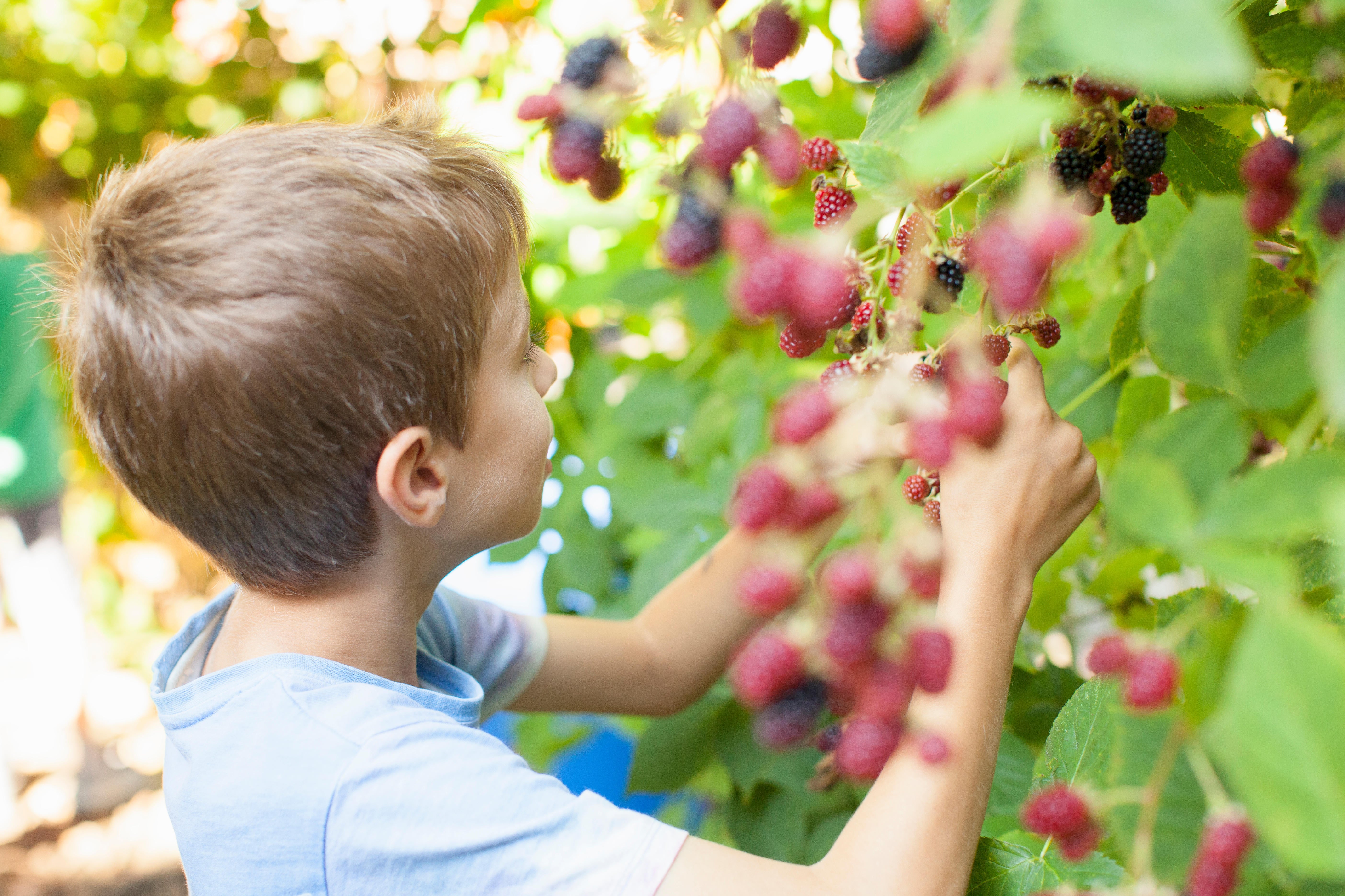 <p>A boy picking berries</p>