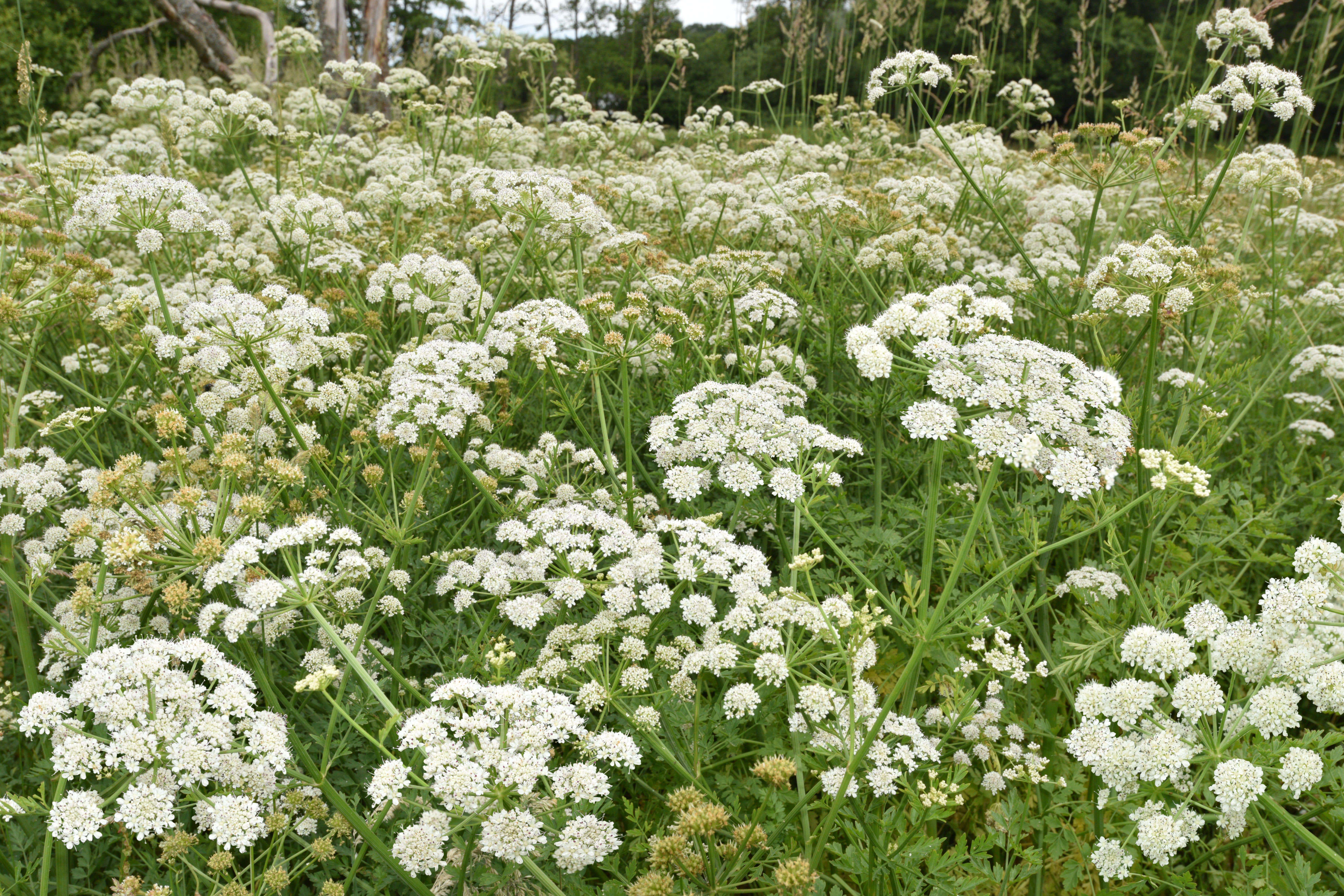 The toxic plant hemlock water dropwort