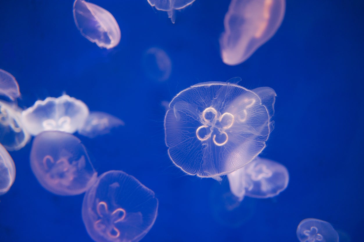 Moon jellyfish are known for their translucent, round exteriors