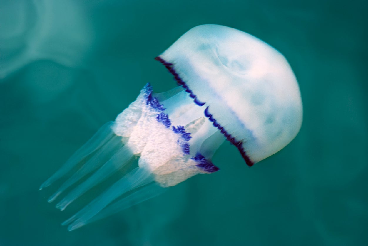 Barrel jellyfish have been on a significant rise with a 230 per cent increase in sightings compared to last year