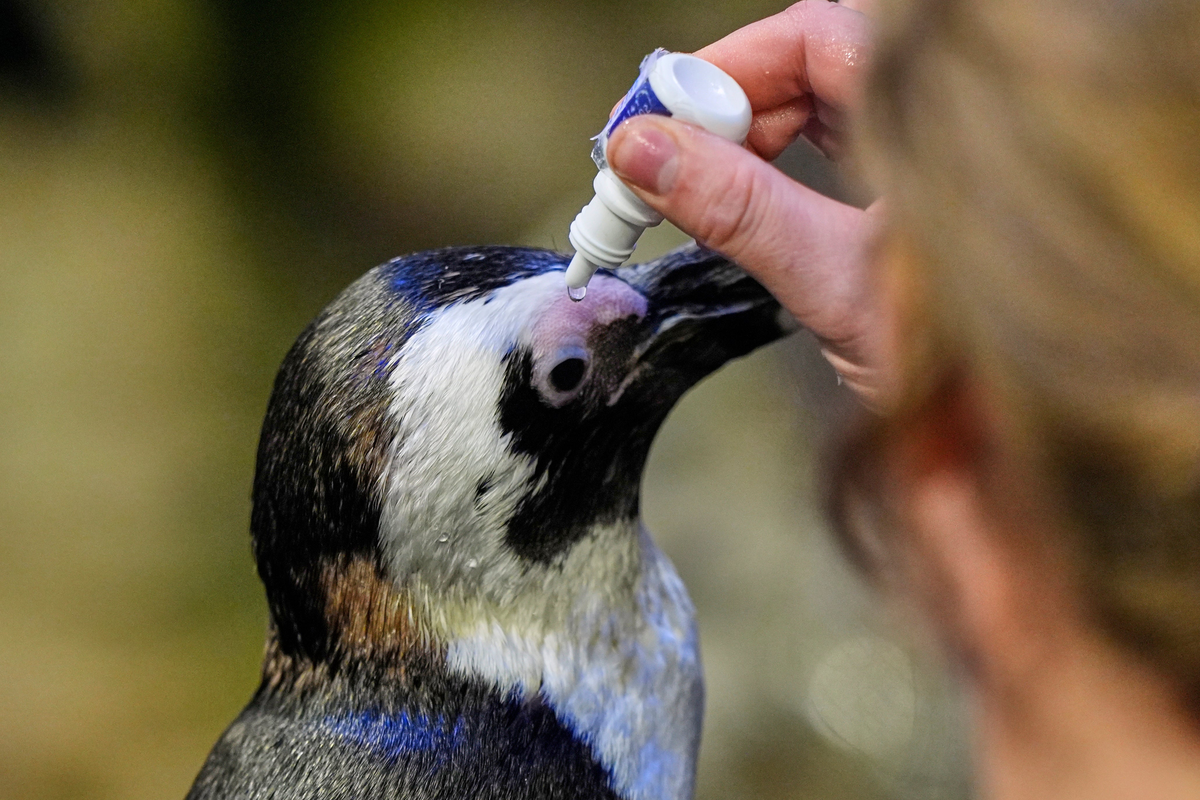 Lambert, a 33-year-old one-eyed African penguin, receives eye drop medication at the New England Aquarium in Boston, on Wednesday, Oct. 29, 2025